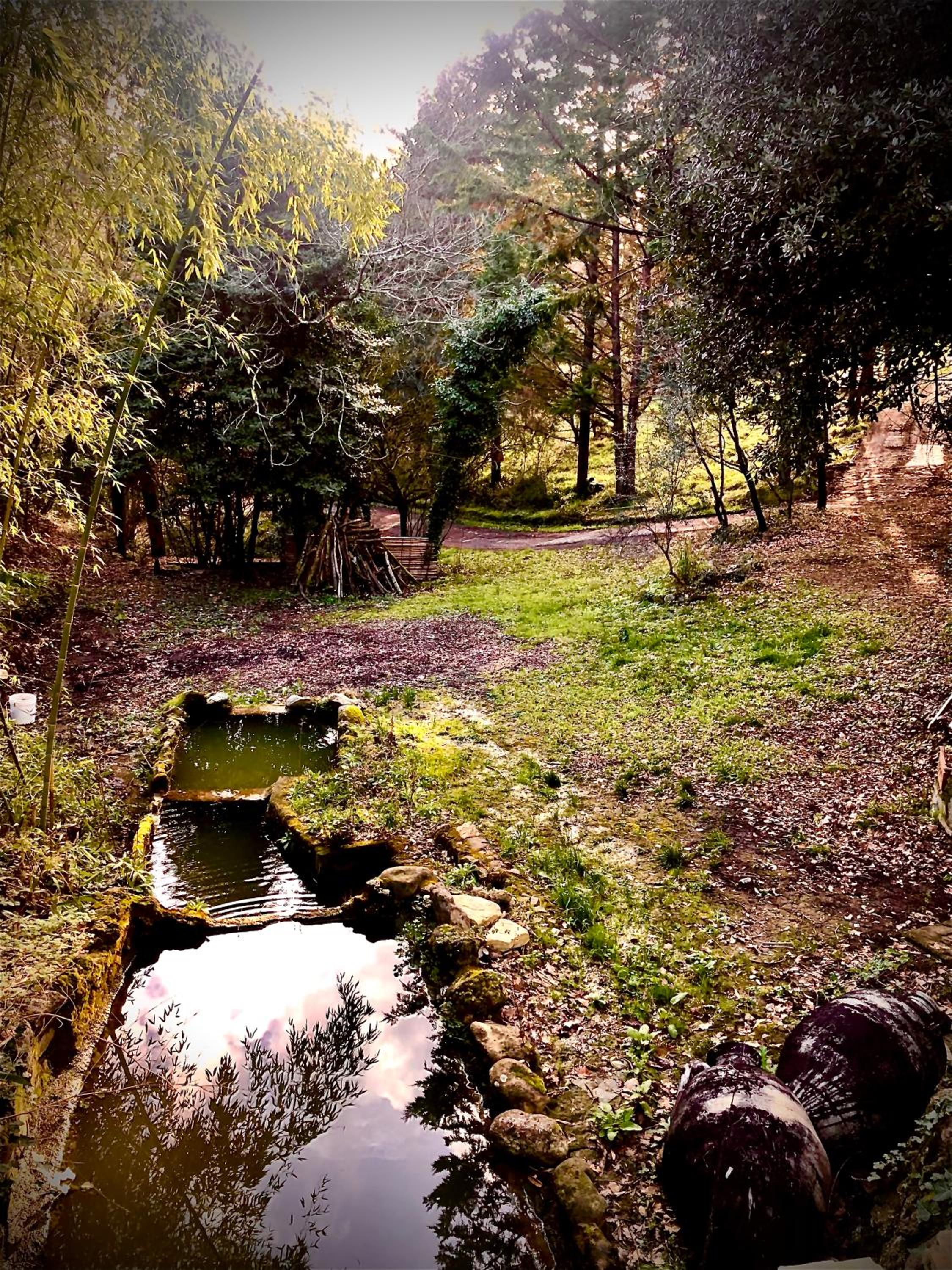 Il Bosco del Lebbio