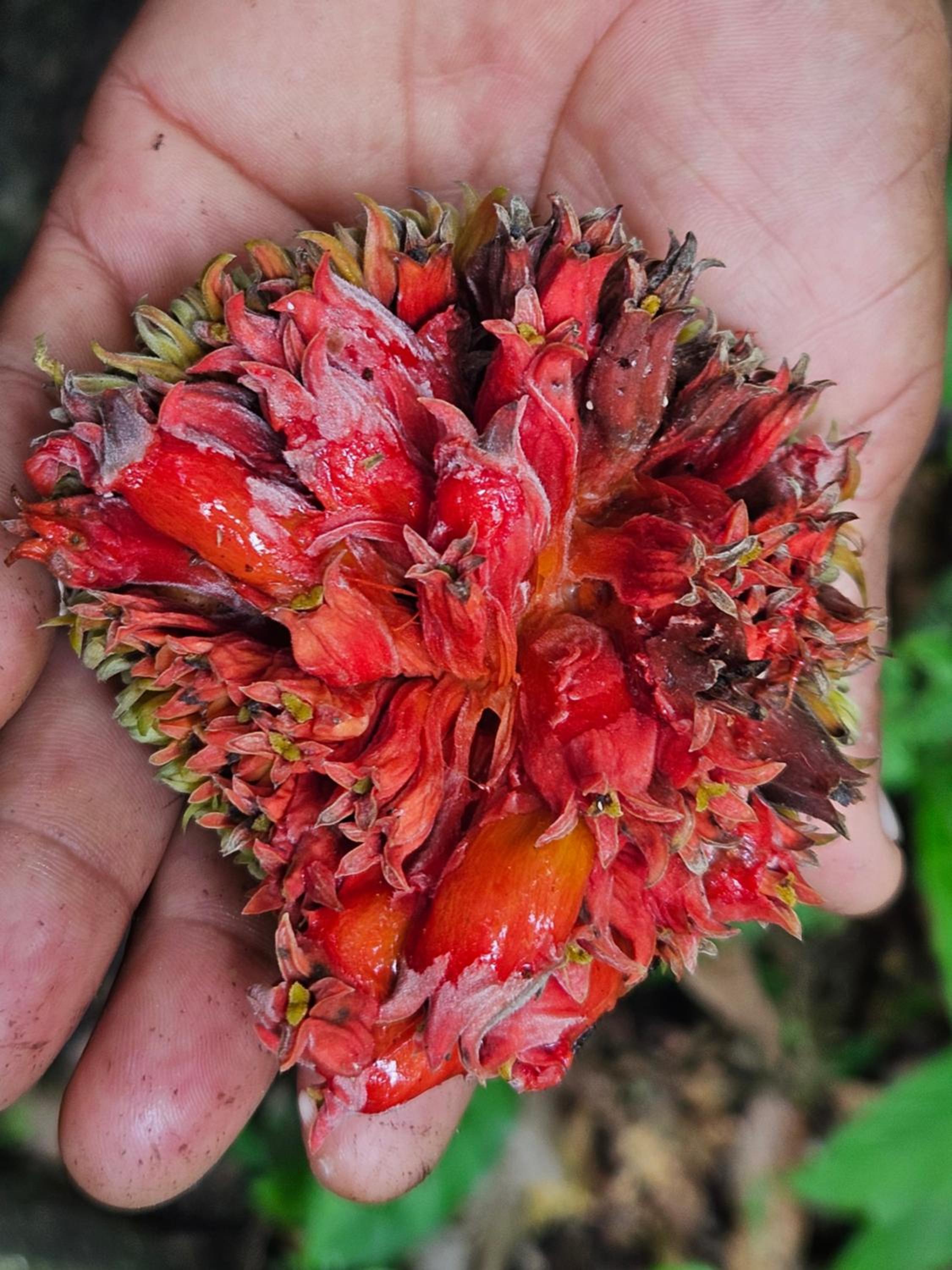 Amazon Jungle lodge -Experencia Indigena Yagua