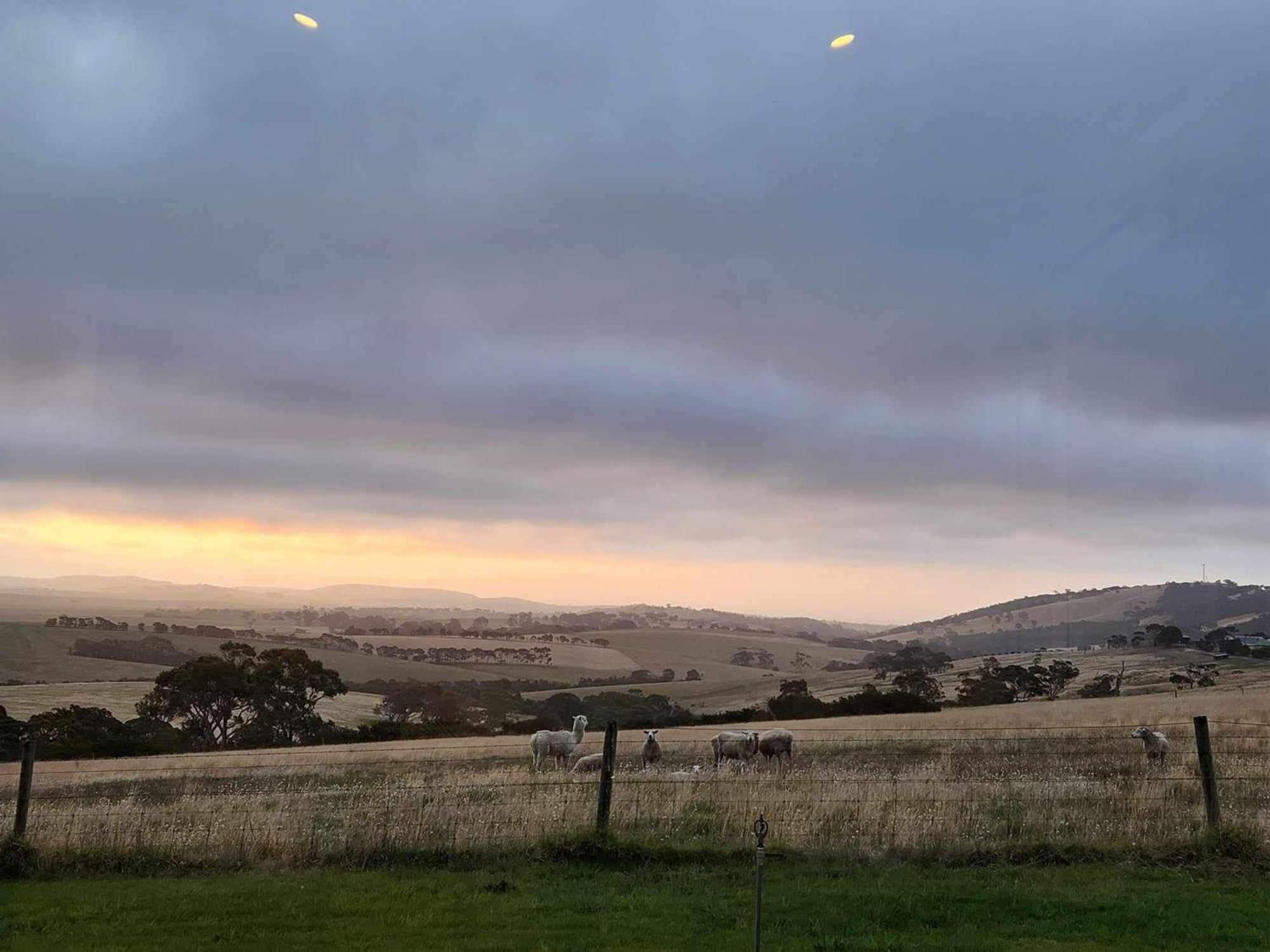 Lush Pastures