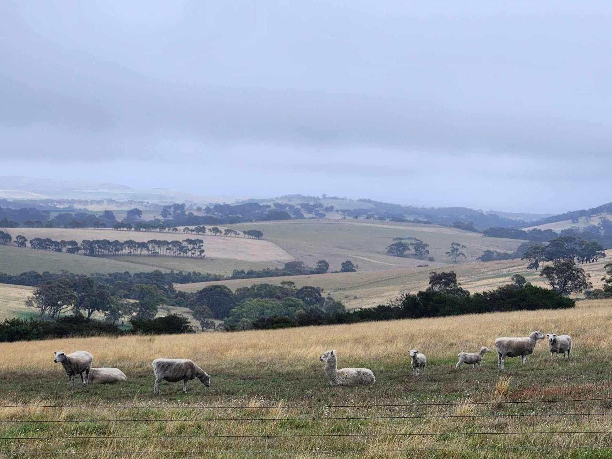Lush Pastures