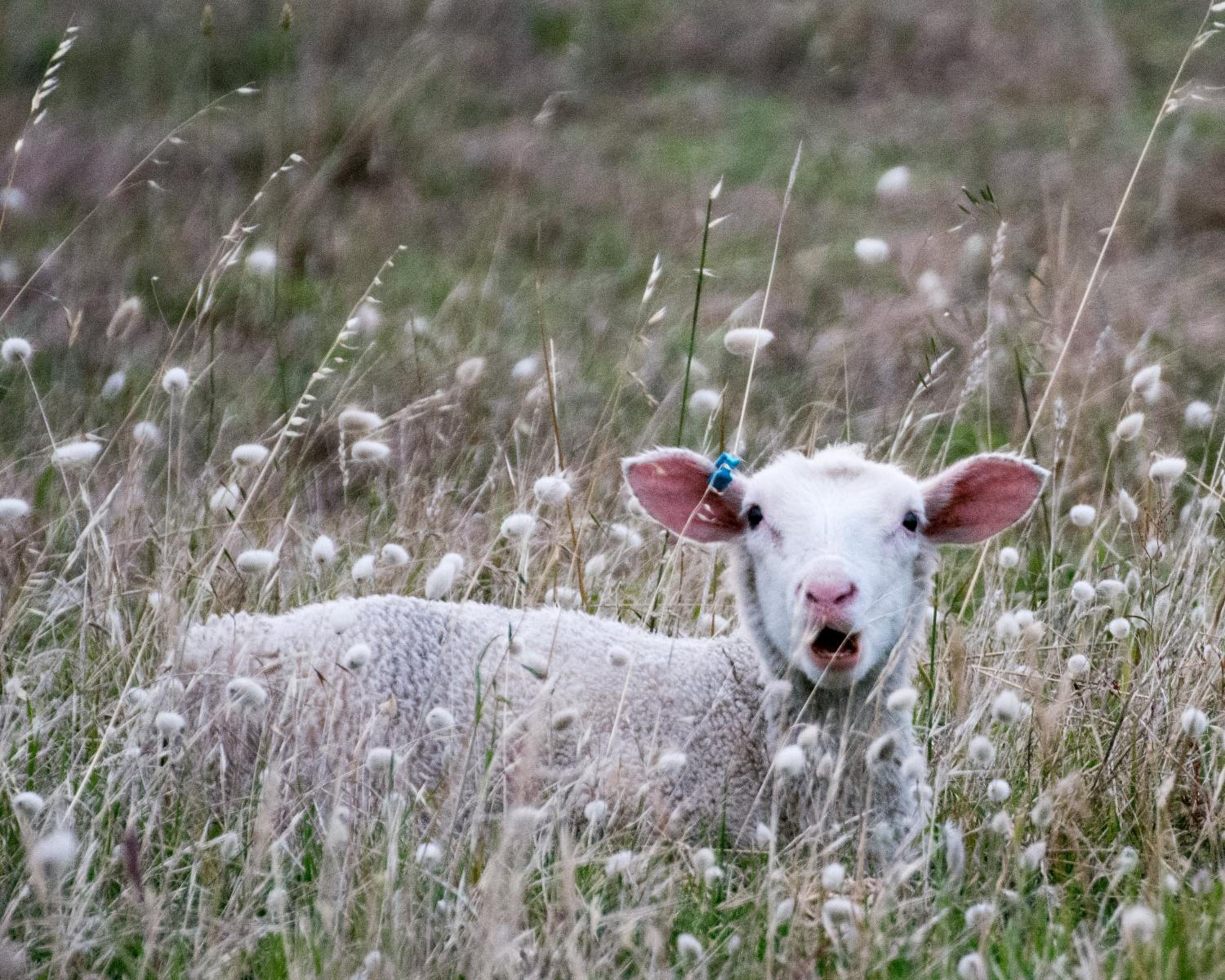 Lush Pastures