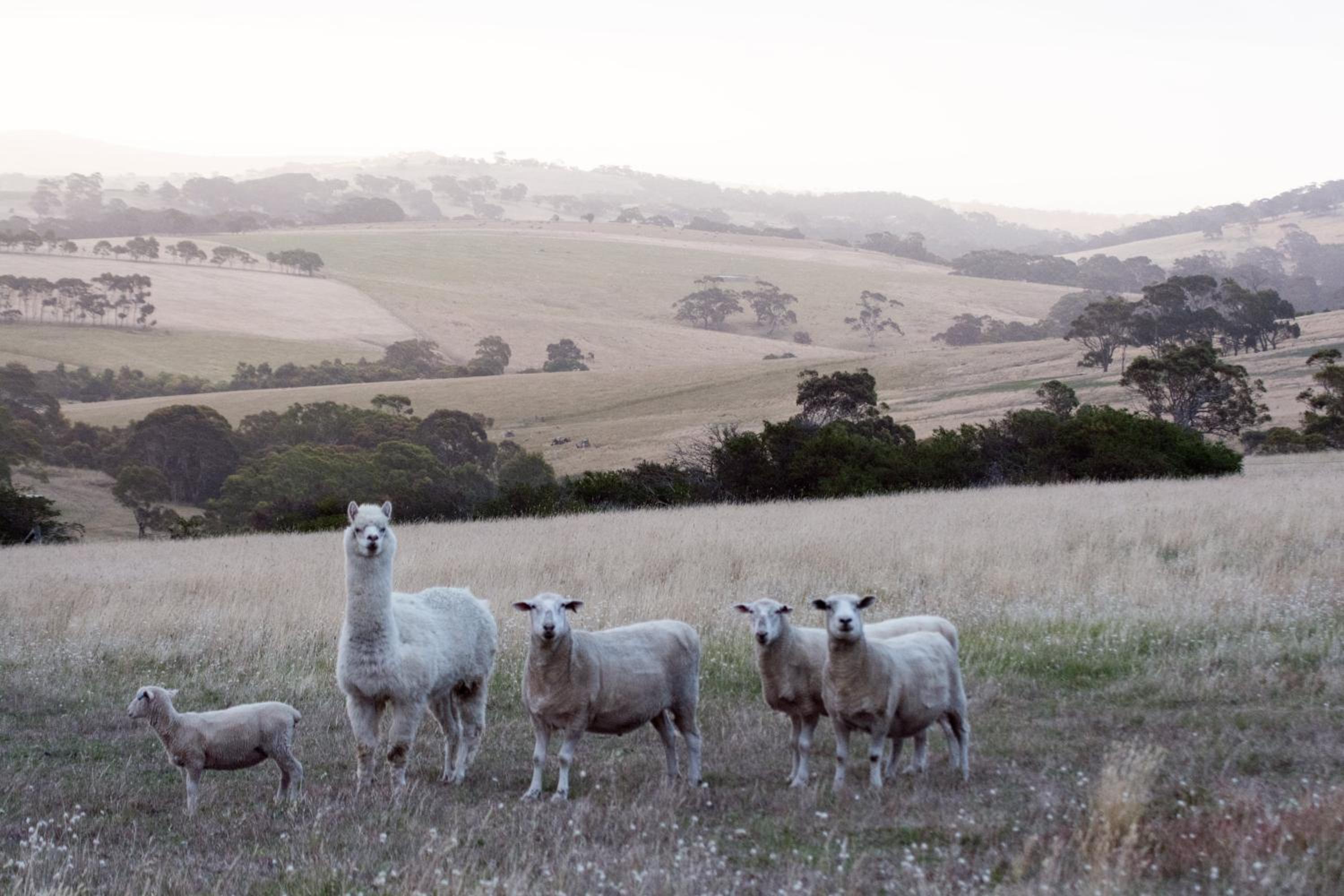 Lush Pastures
