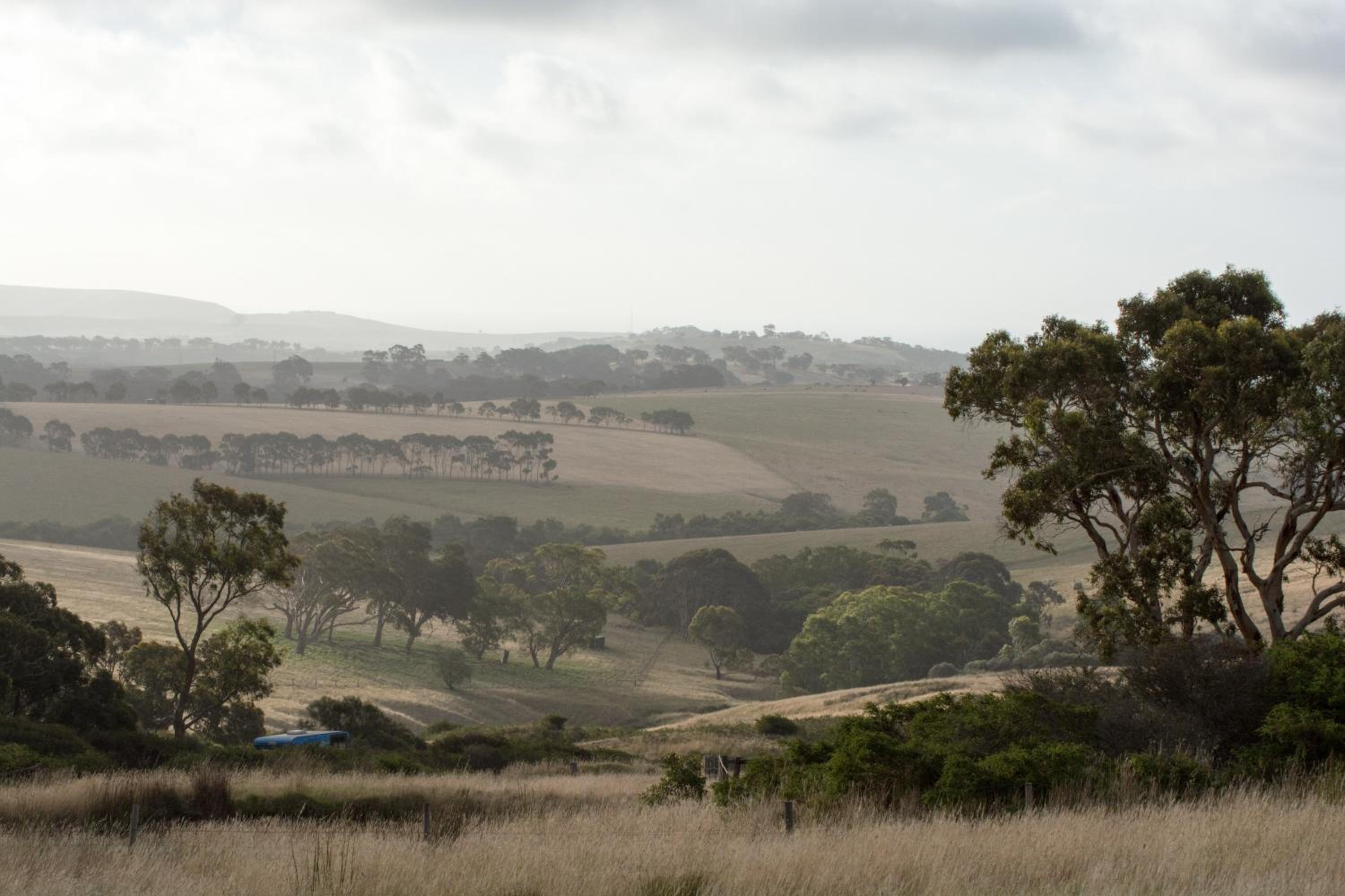 Lush Pastures