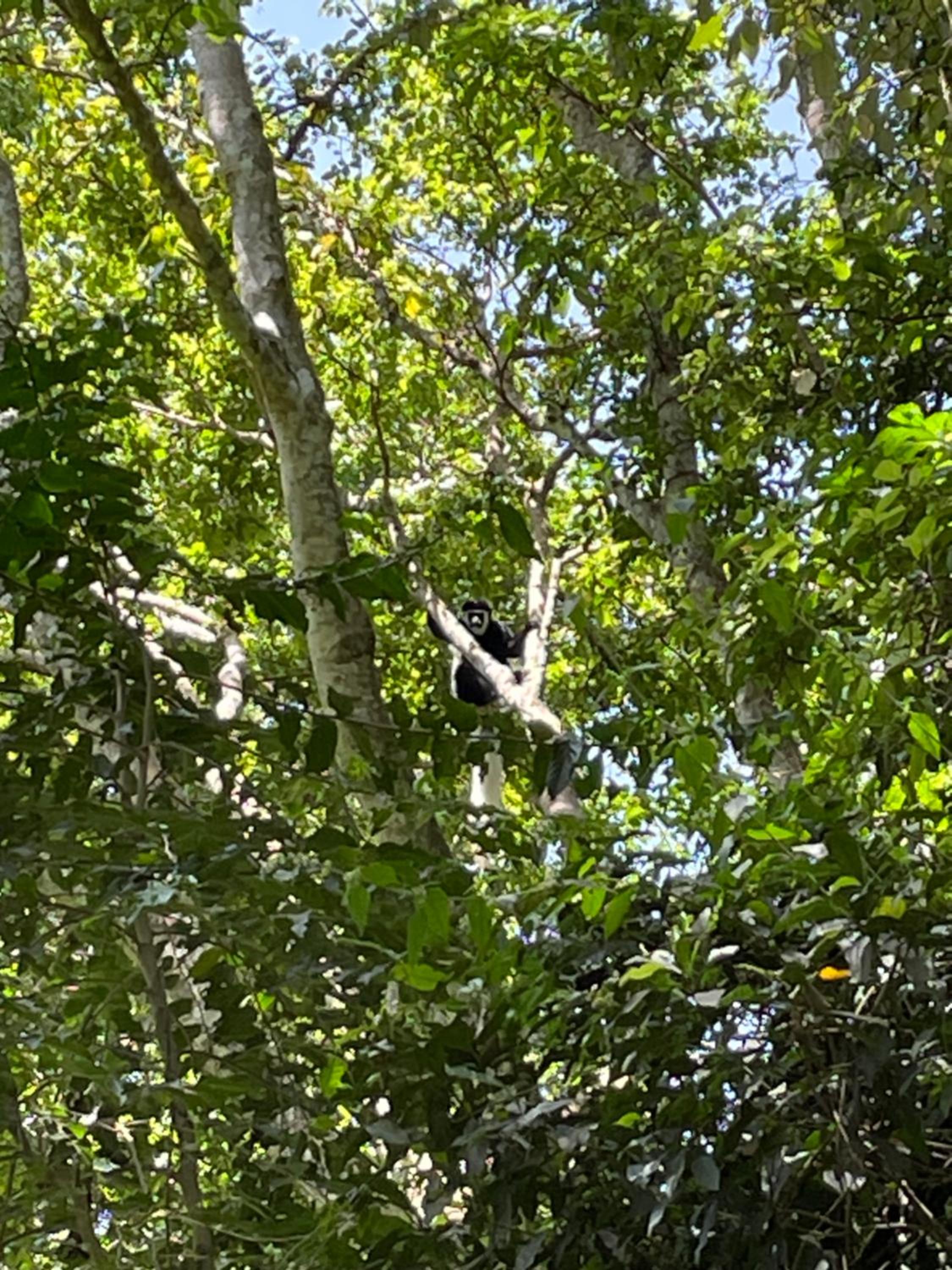 Msitu Hut view 5