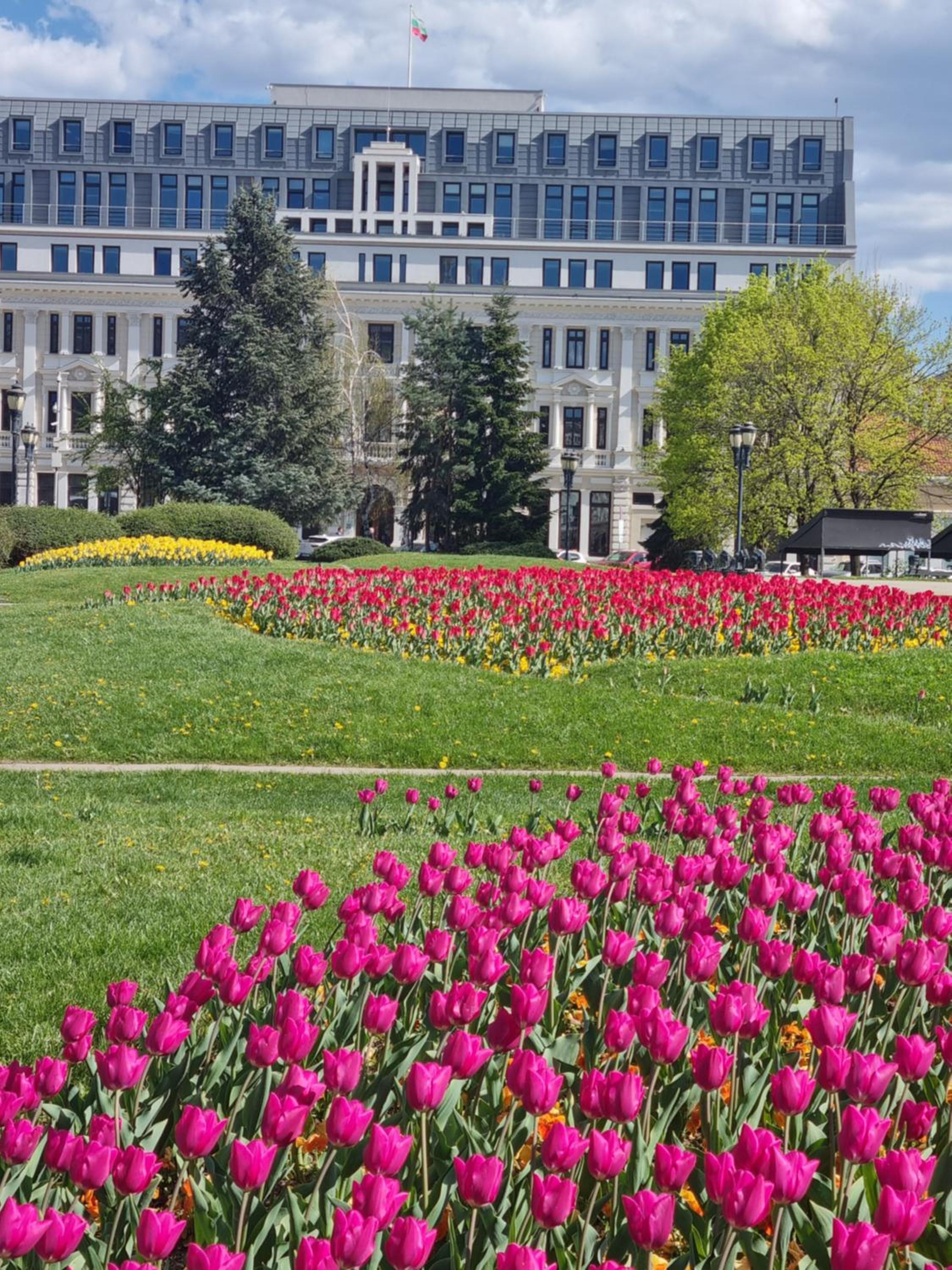 Tulip Dreamland