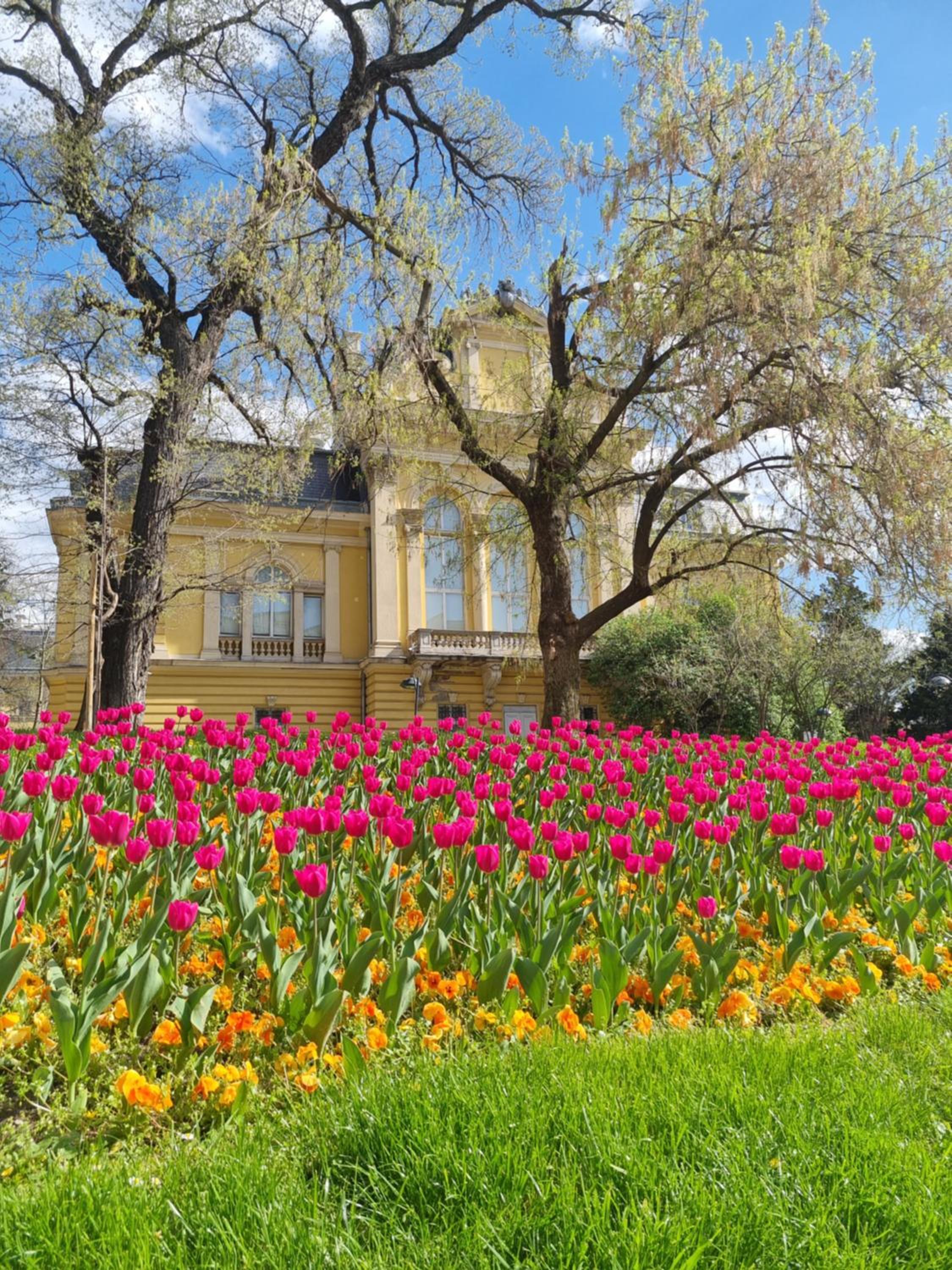 Tulip Dreamland