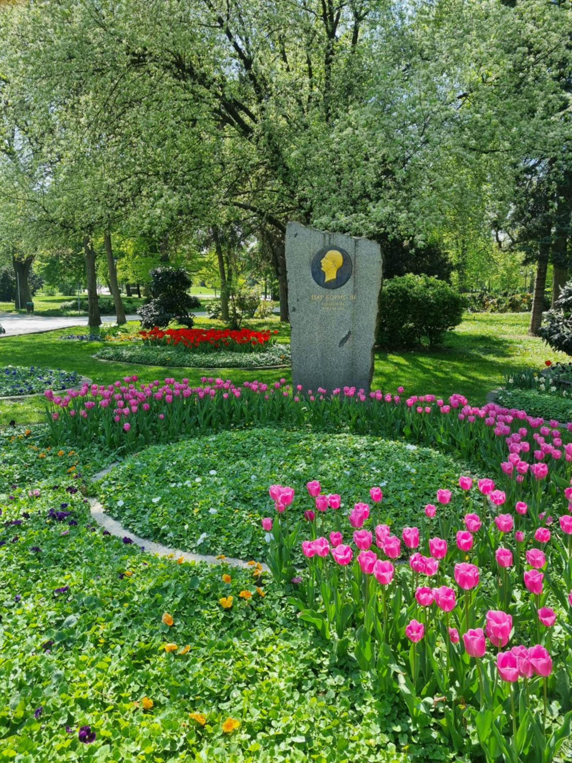 Tulip Dreamland