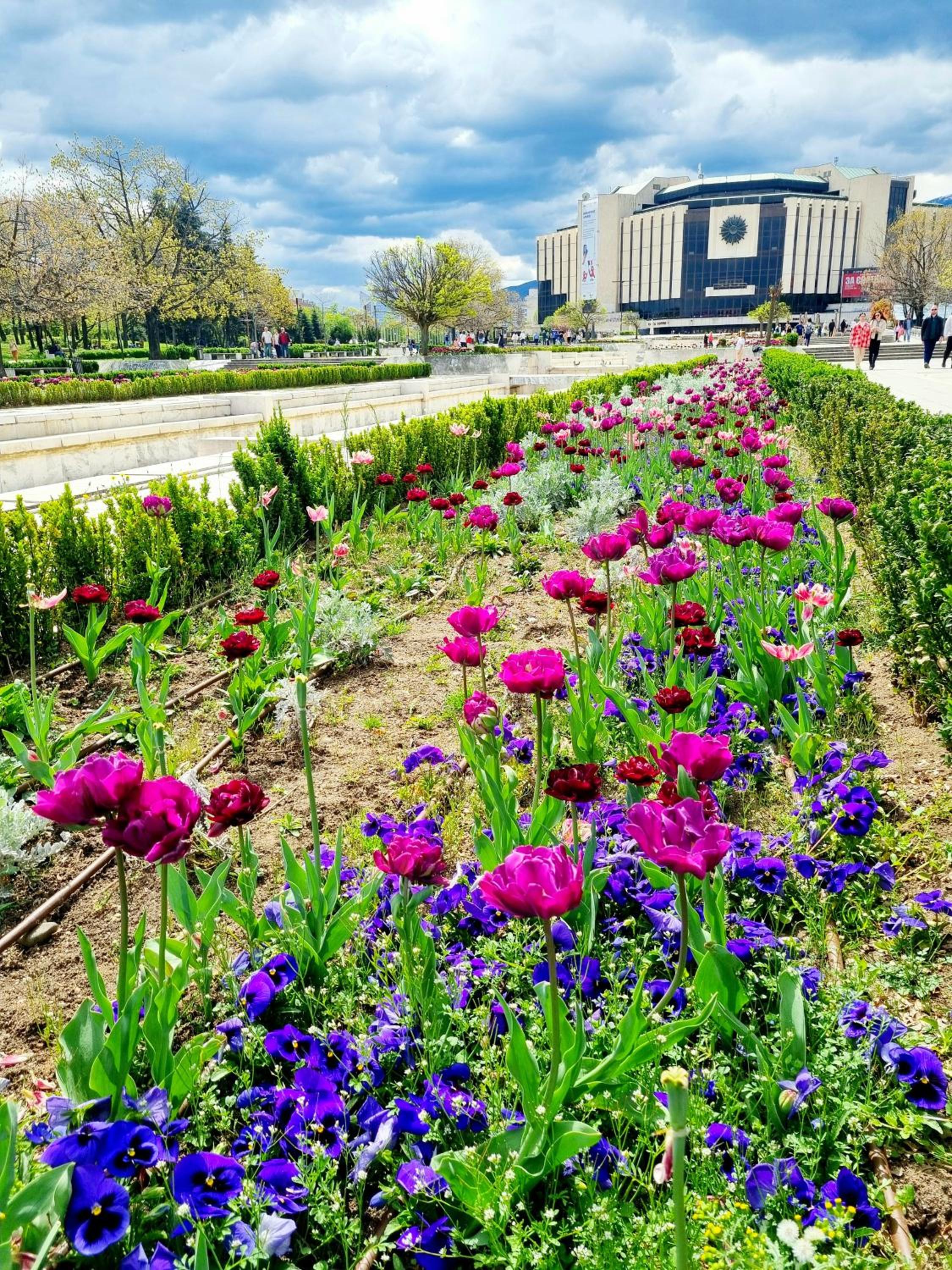 Tulip Dreamland