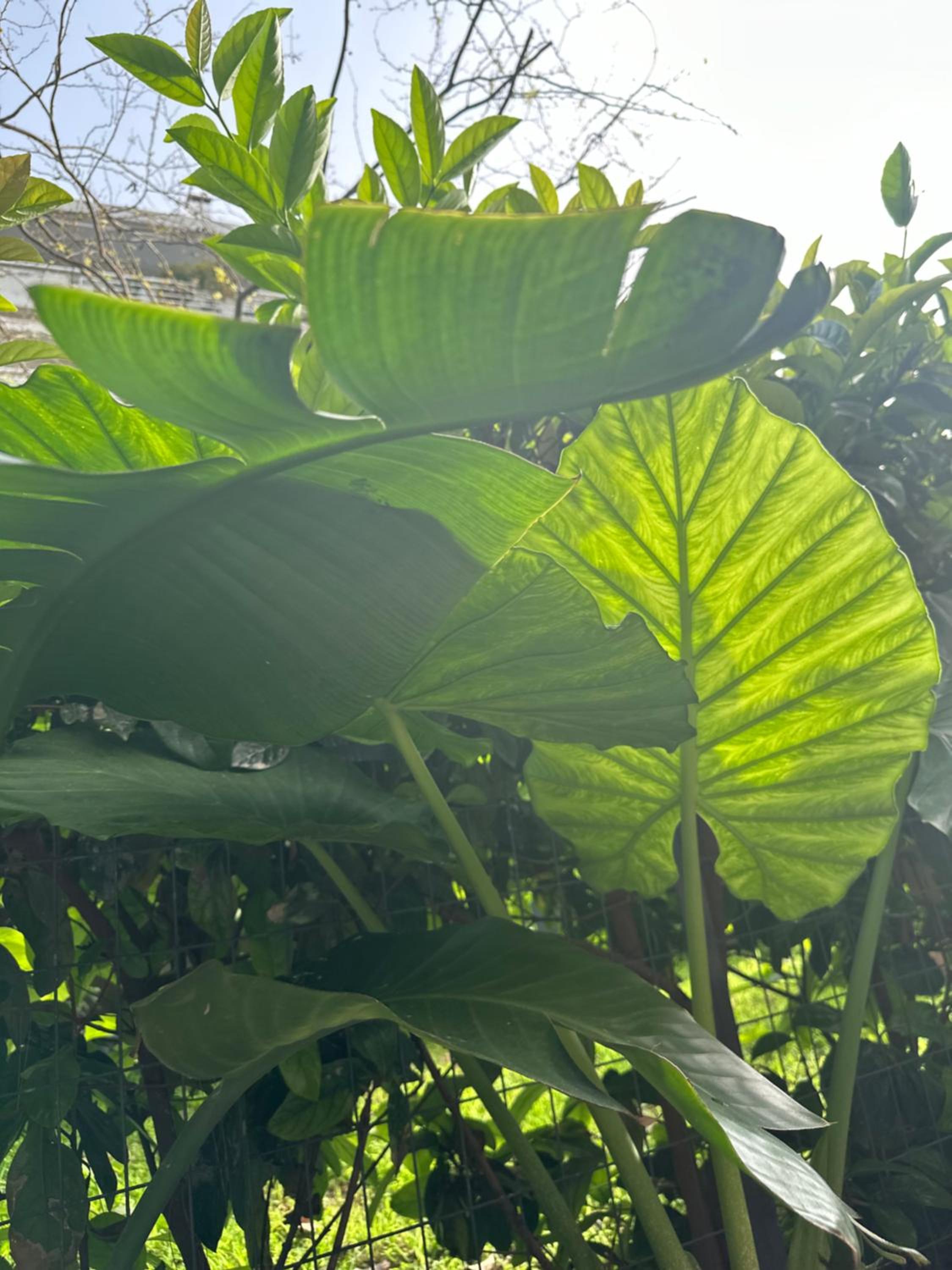 Athenian Coastal Urban Living photo 4