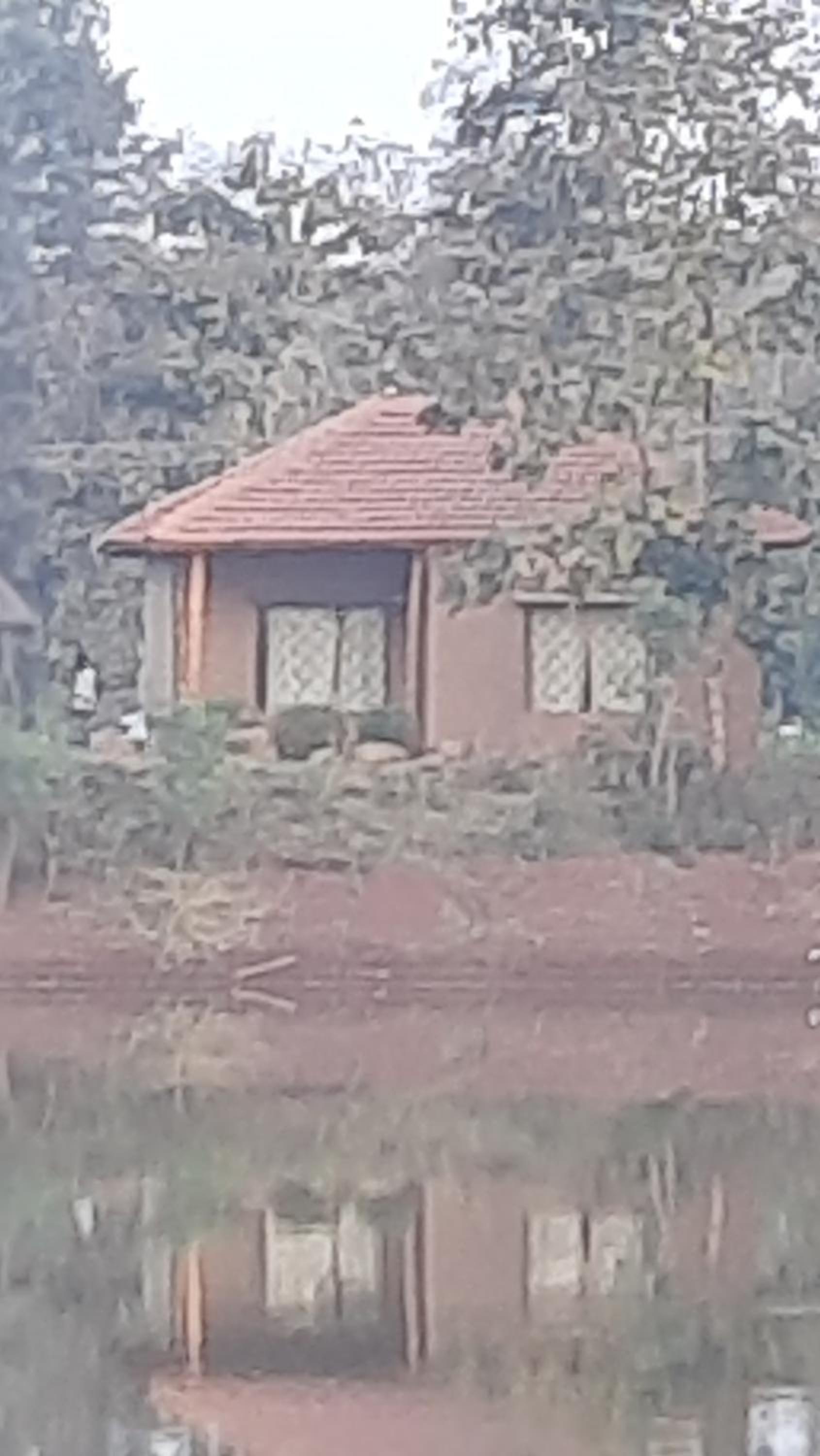 Jungleaashiyana