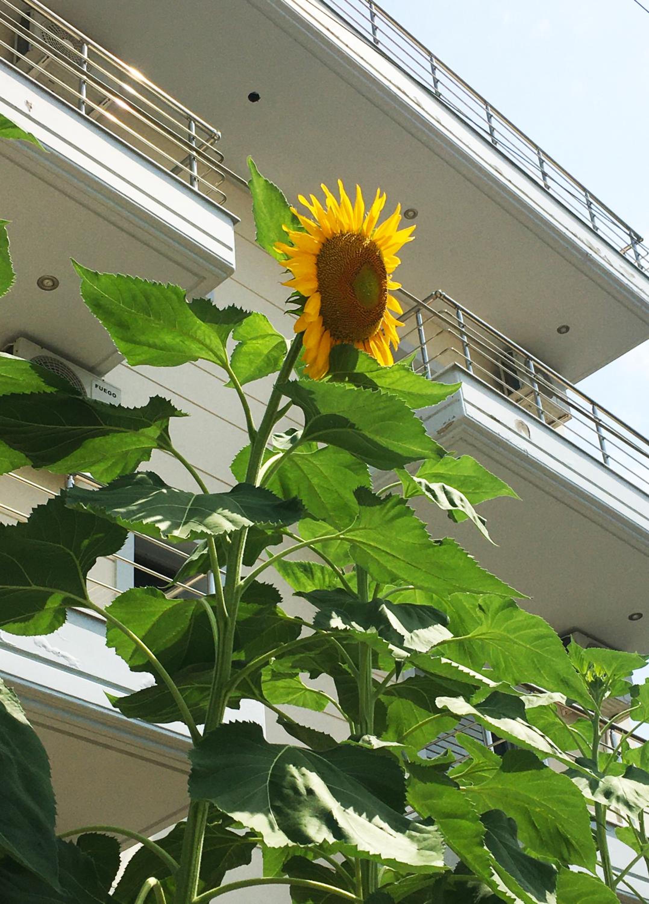 Sunflower Himara