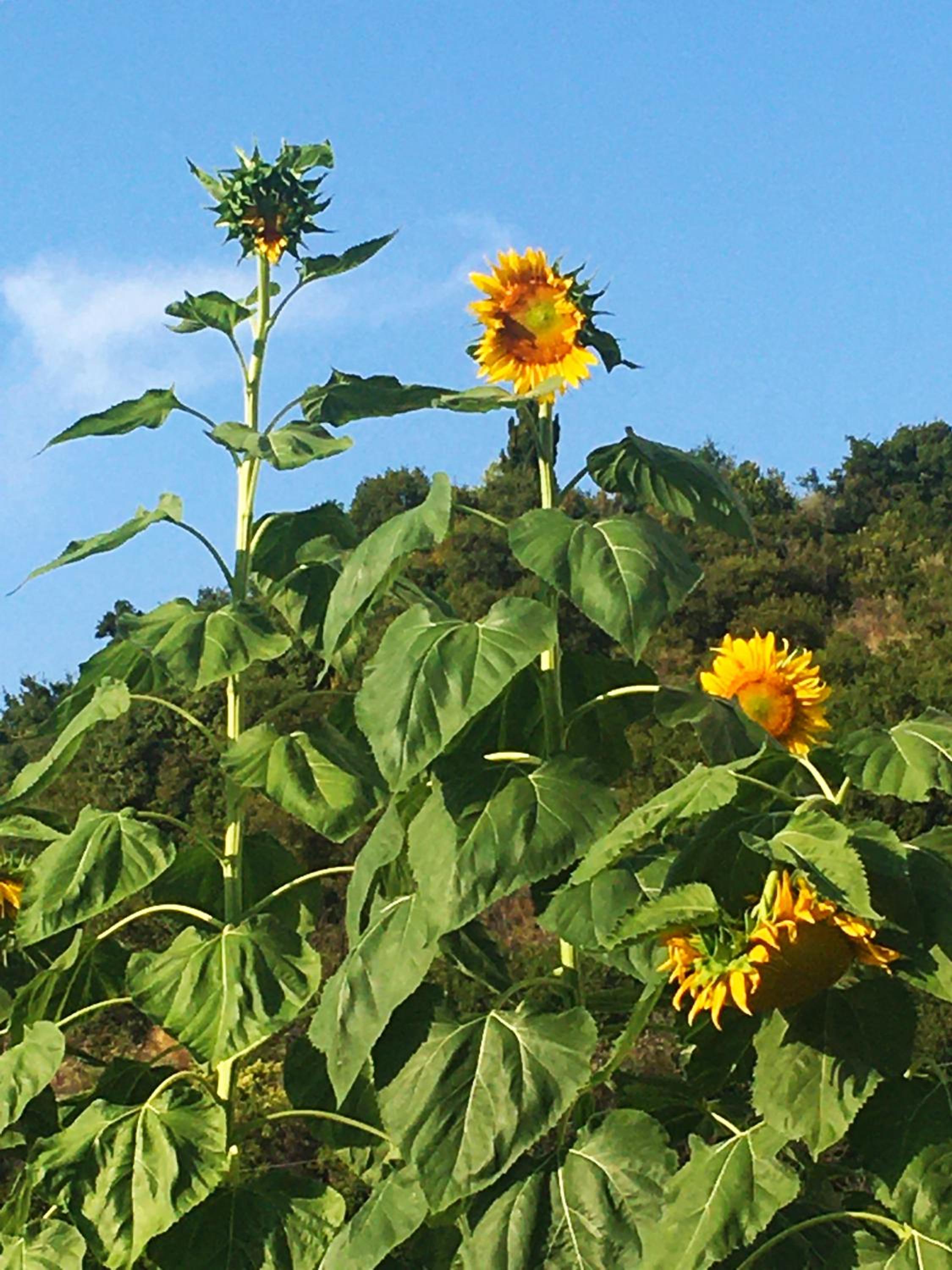 Sunflower Himara