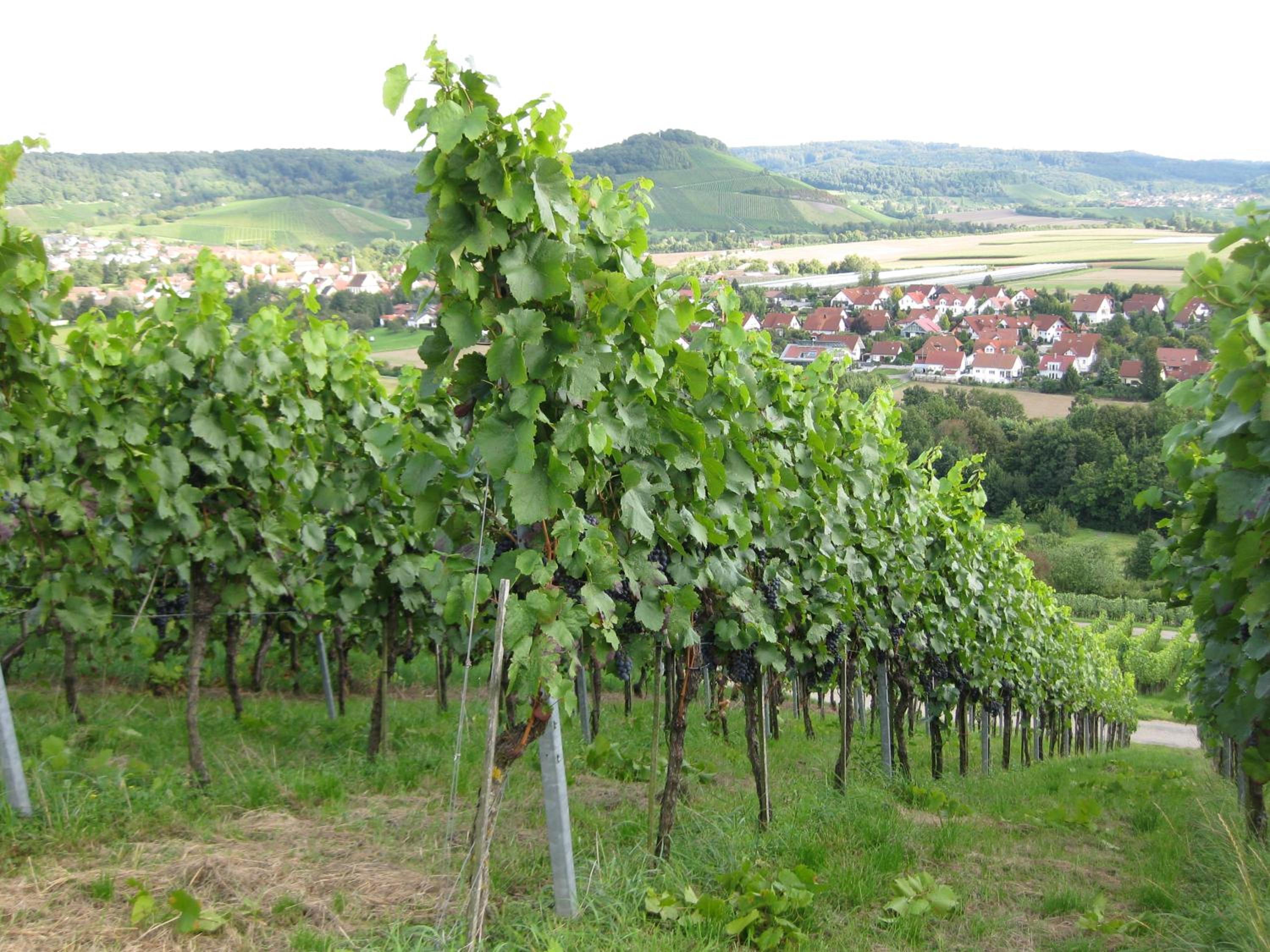 Gästehaus und Weingut Erich Hirth