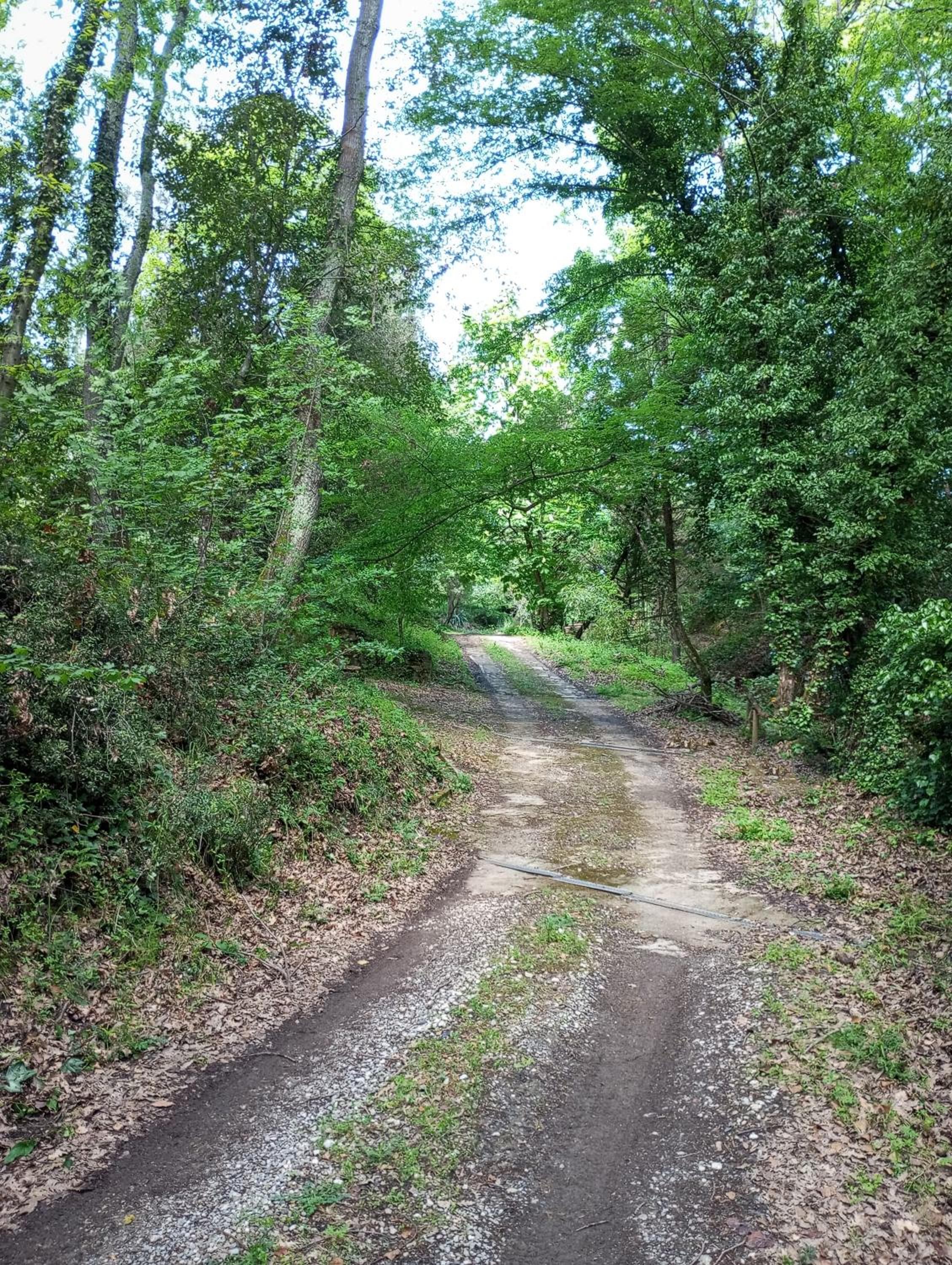 Il Bosco del Lebbio