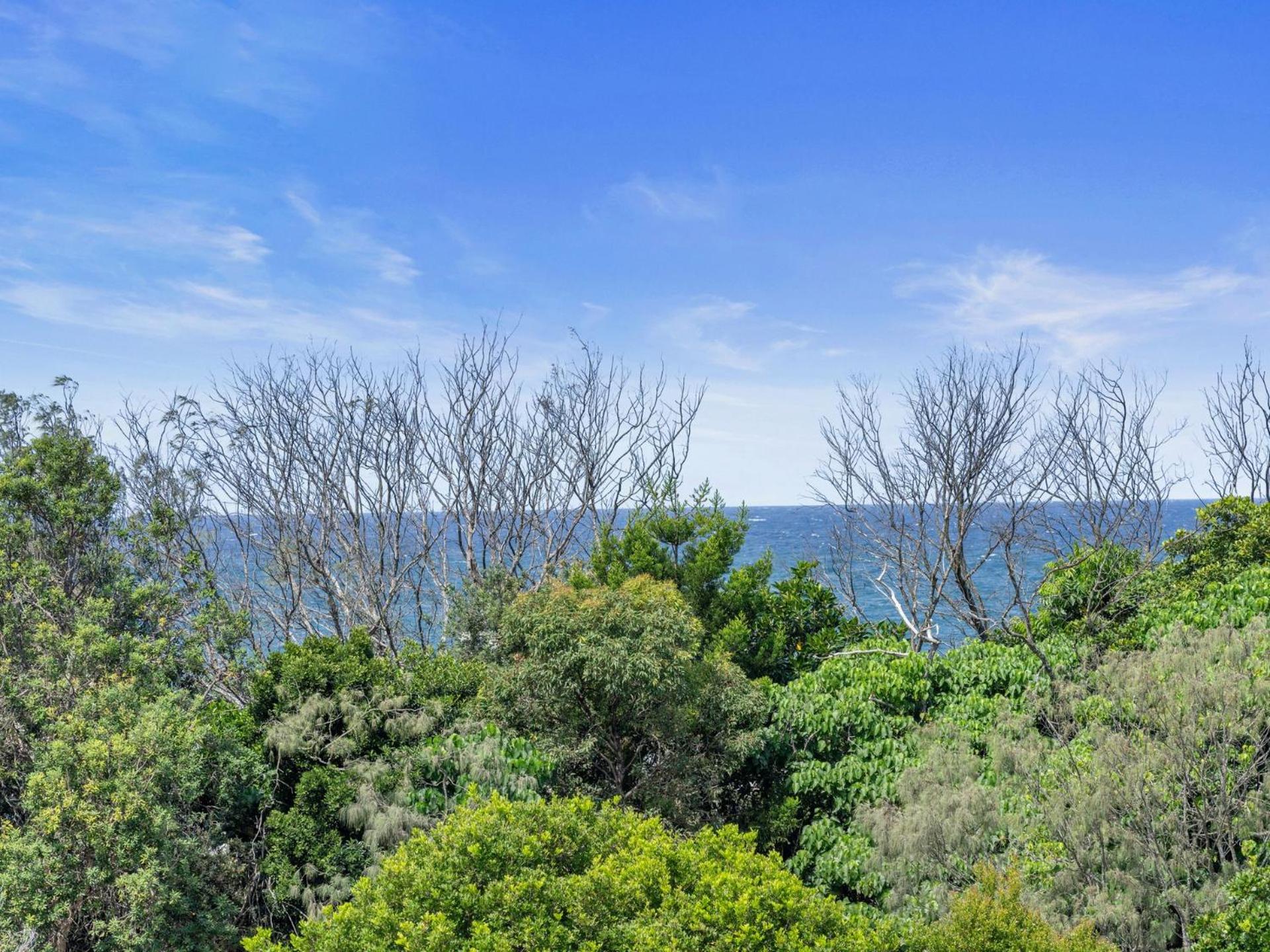 Ayana Casuarina