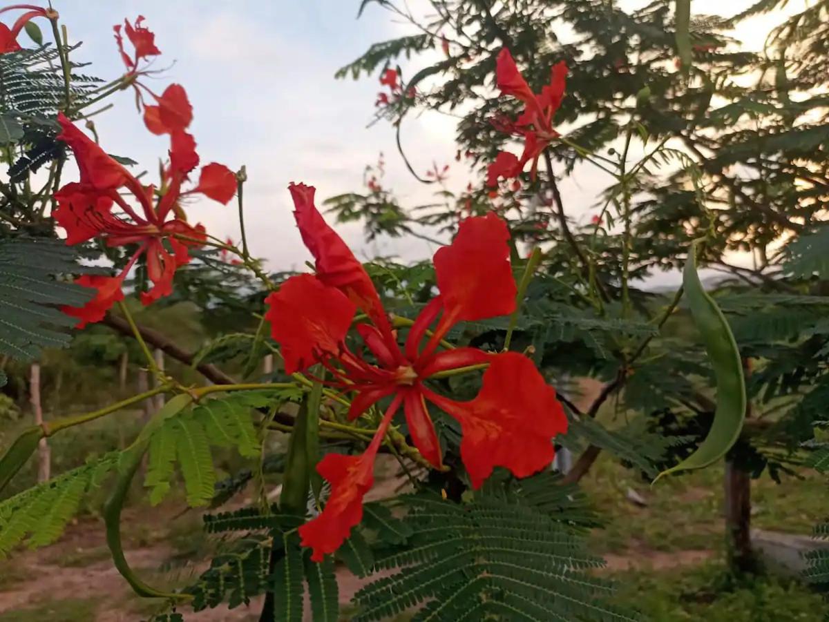 Eco Pousada Tigipió