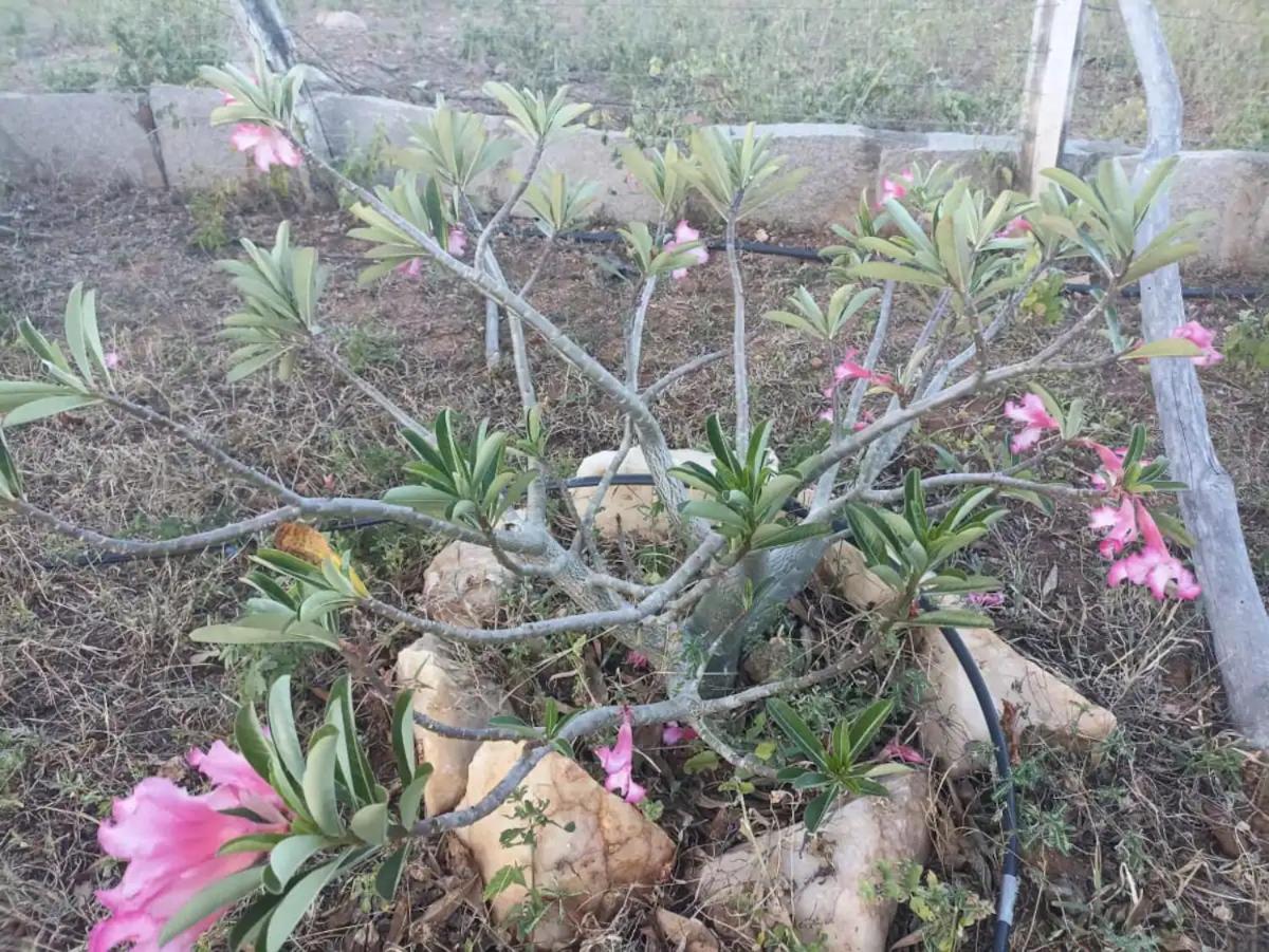Eco Pousada Tigipió