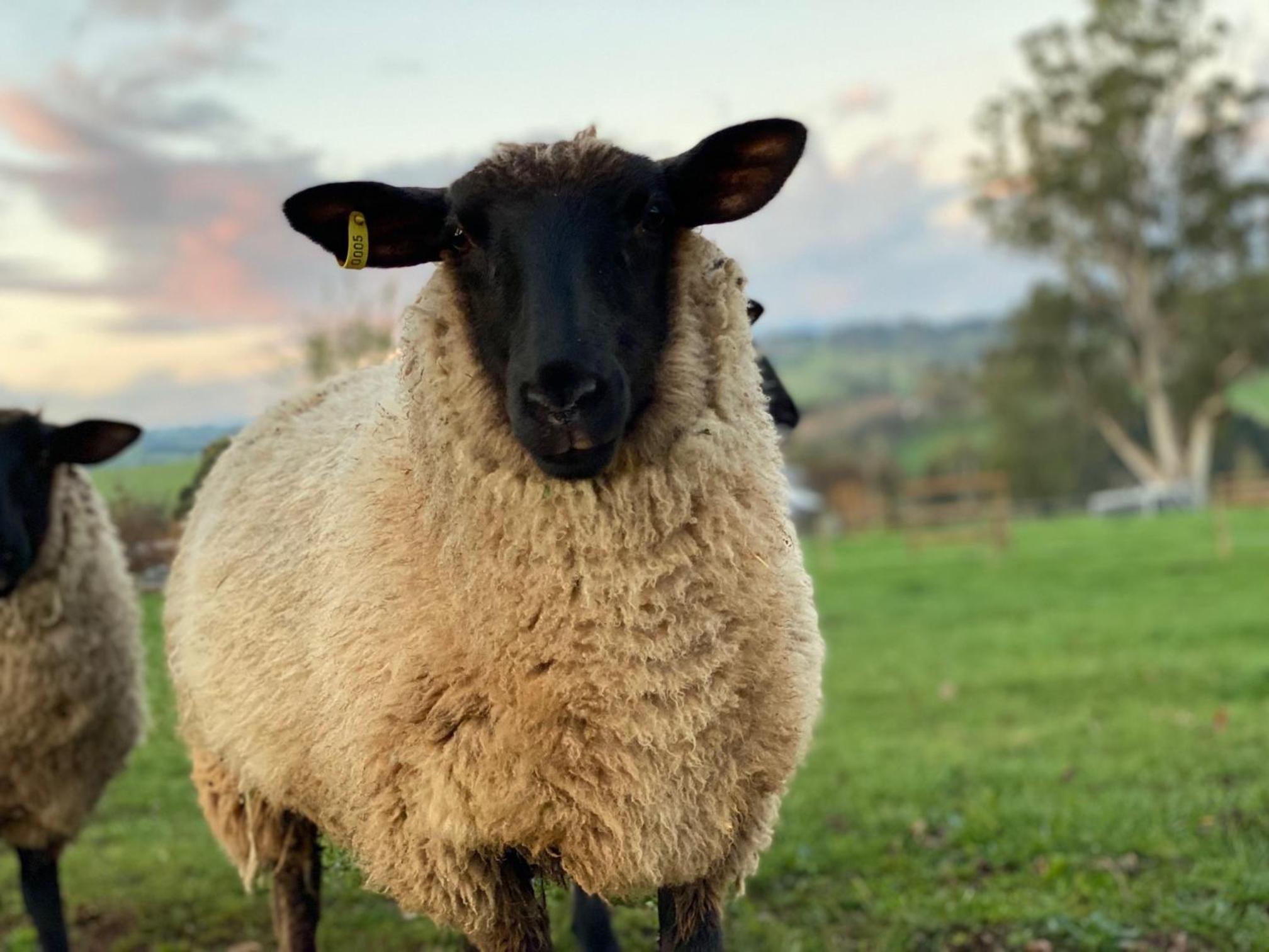 Luxury Truffle Farm Stay Near Melbourne with Stunning Views Scotch Hill