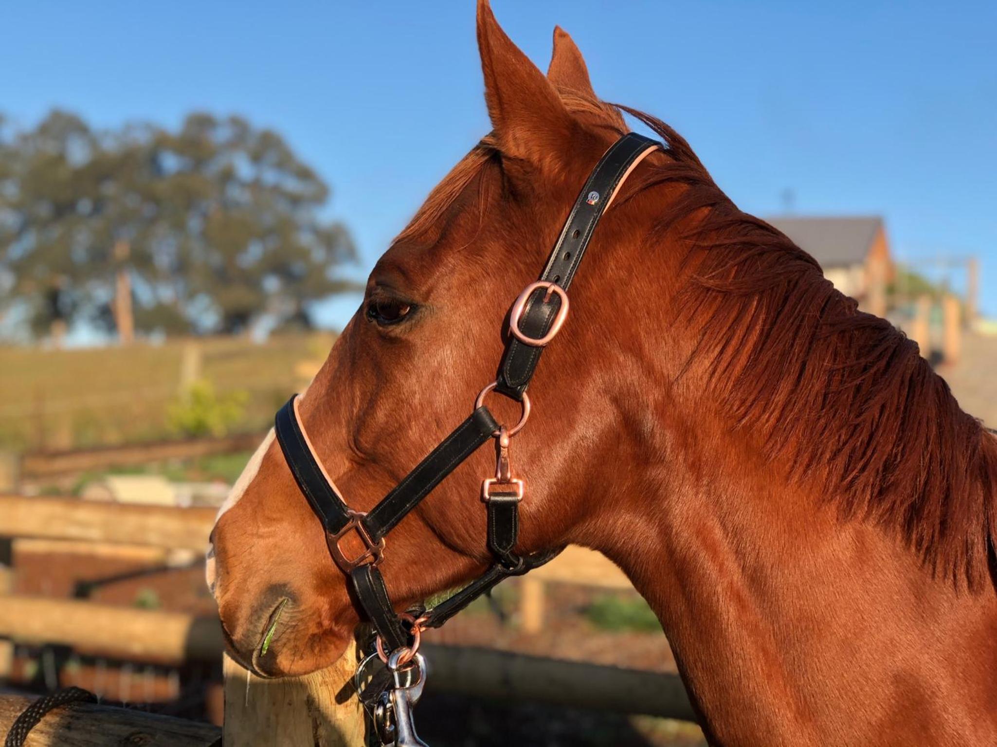 Luxury Truffle Farm Stay Near Melbourne with Stunning Views Scotch Hill