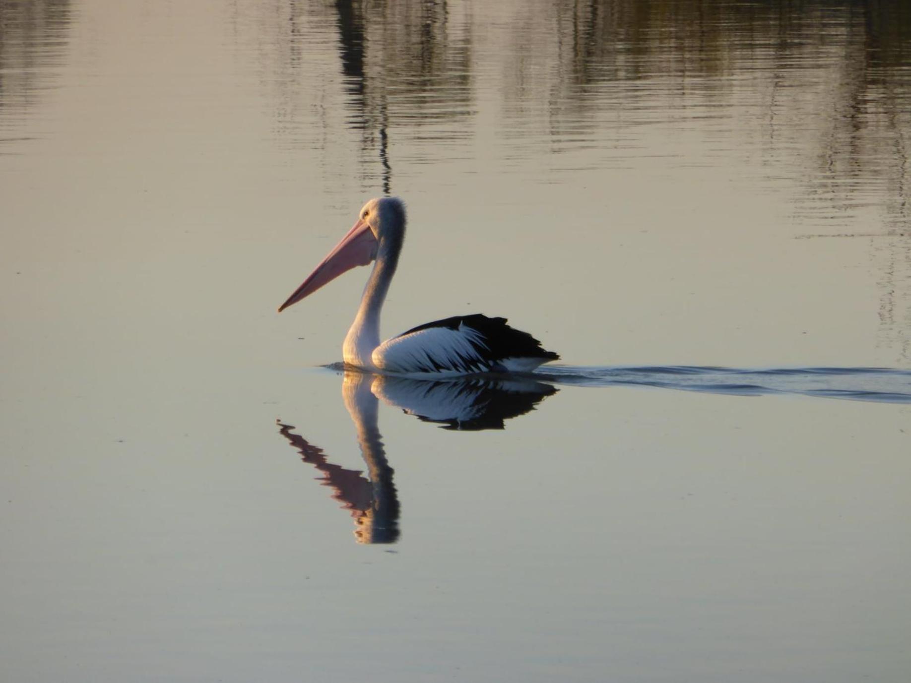 Pelican Retreat - corporate / tradie / family