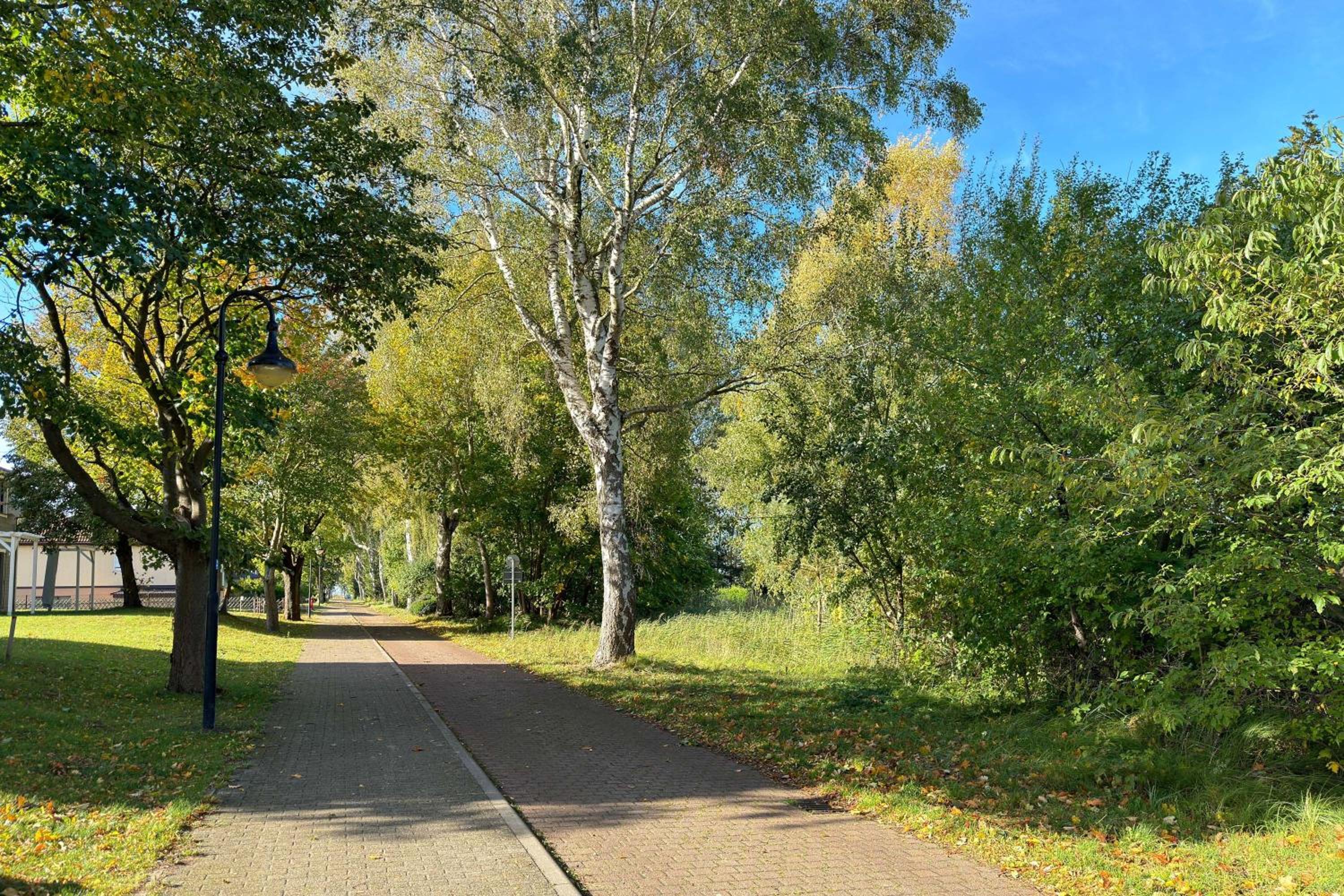 Sonnenbirke