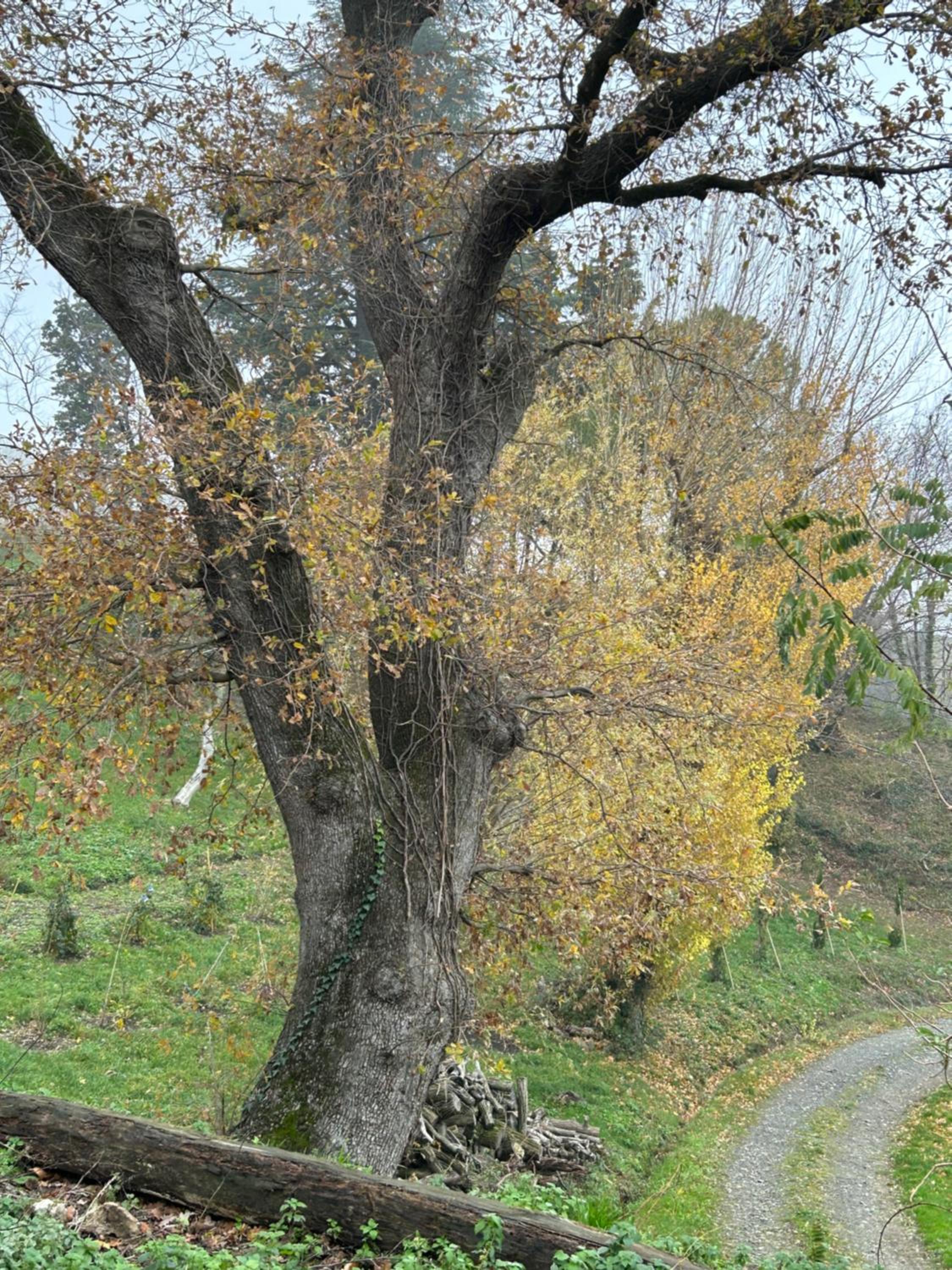 Photo 27