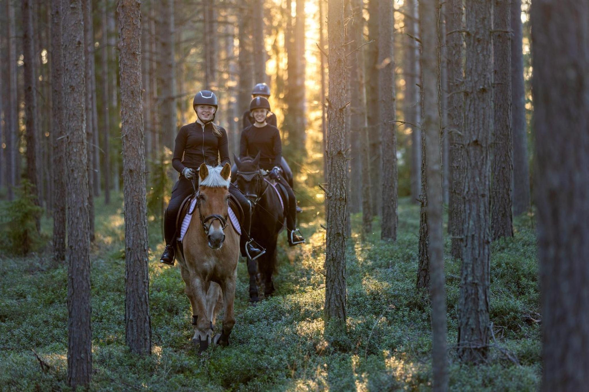 Mehtämökki