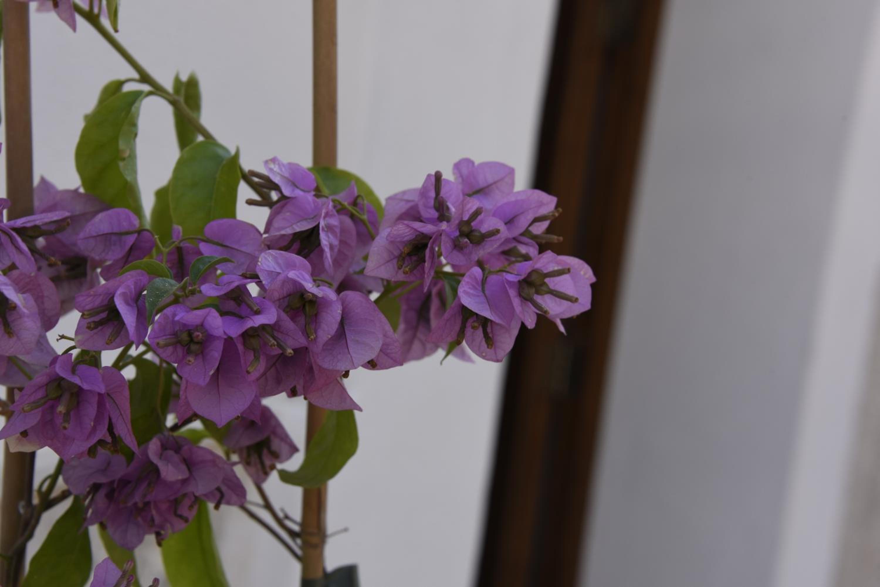 Casa Alexina photo 4