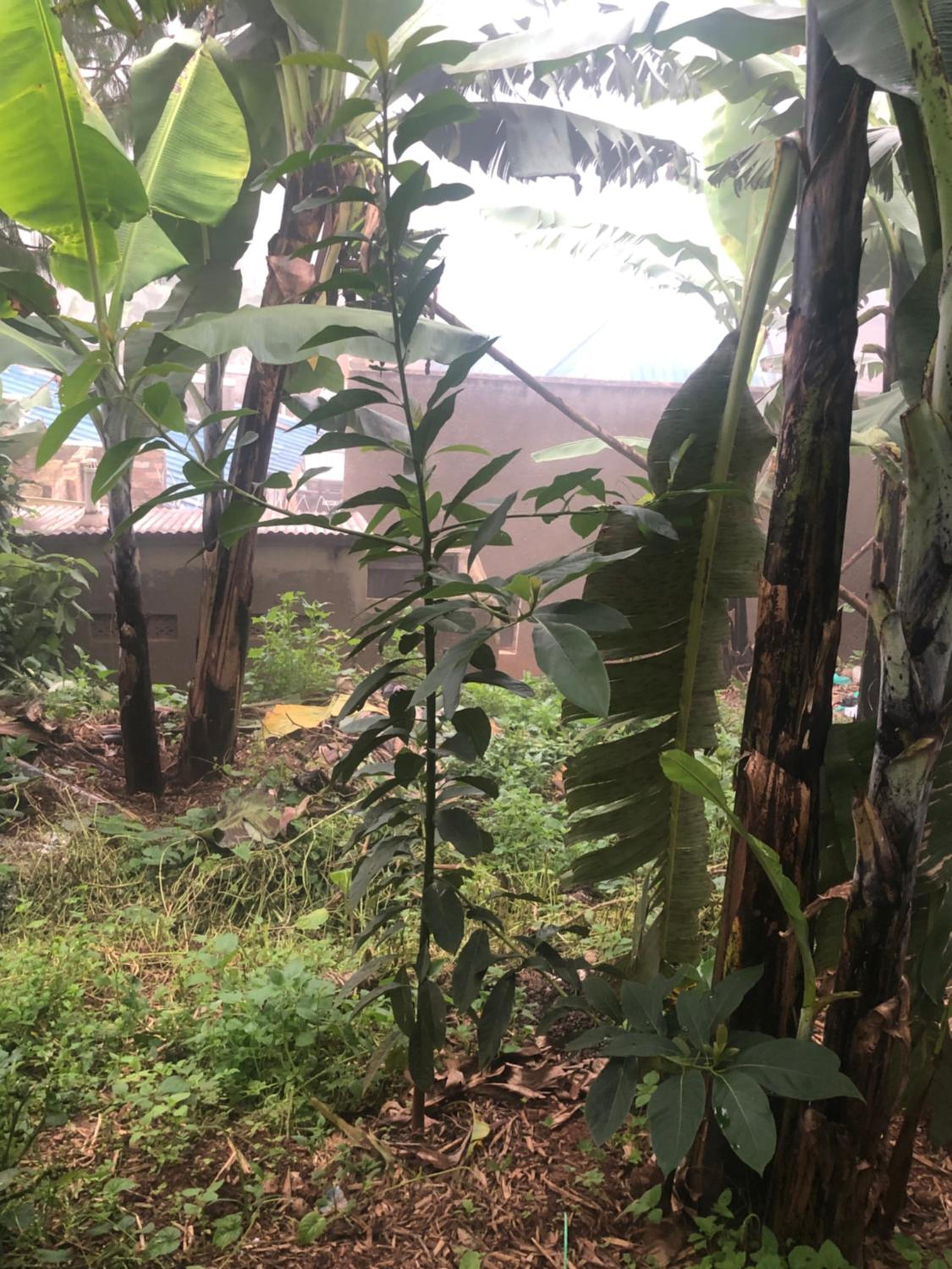 Gorilla Homestay Kabale