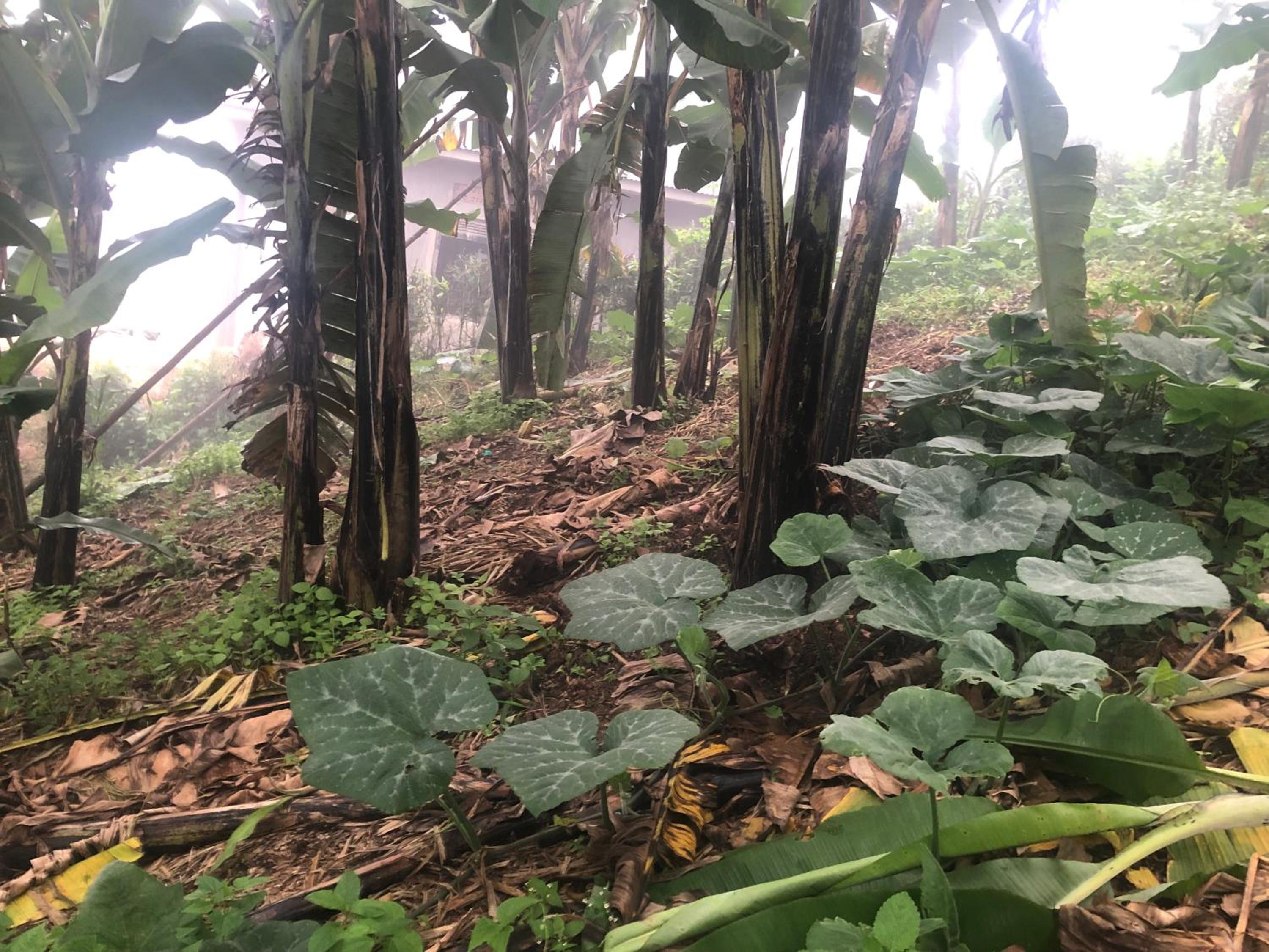 Gorilla Homestay Kabale