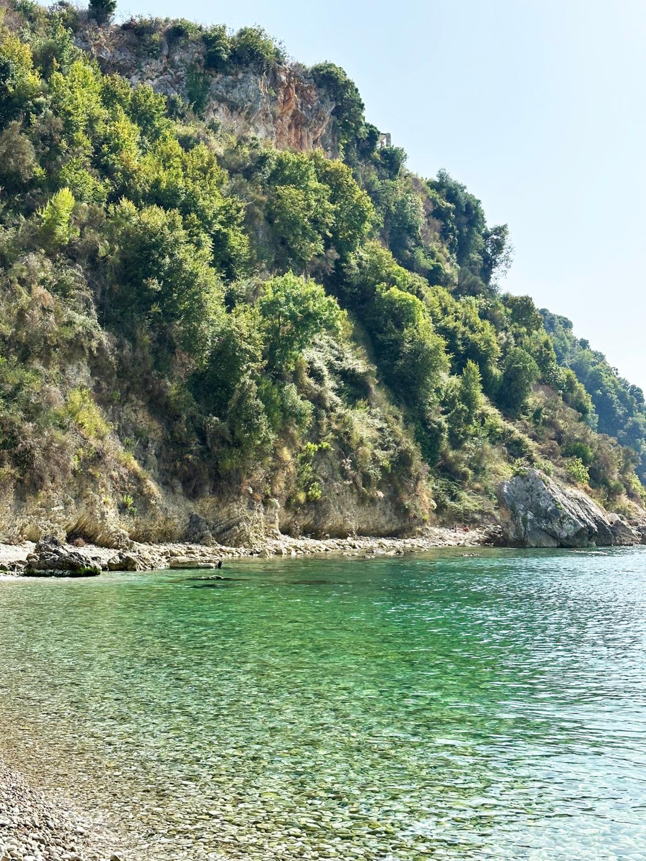 Sunflower Himara