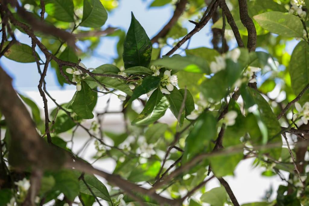 Photo 56