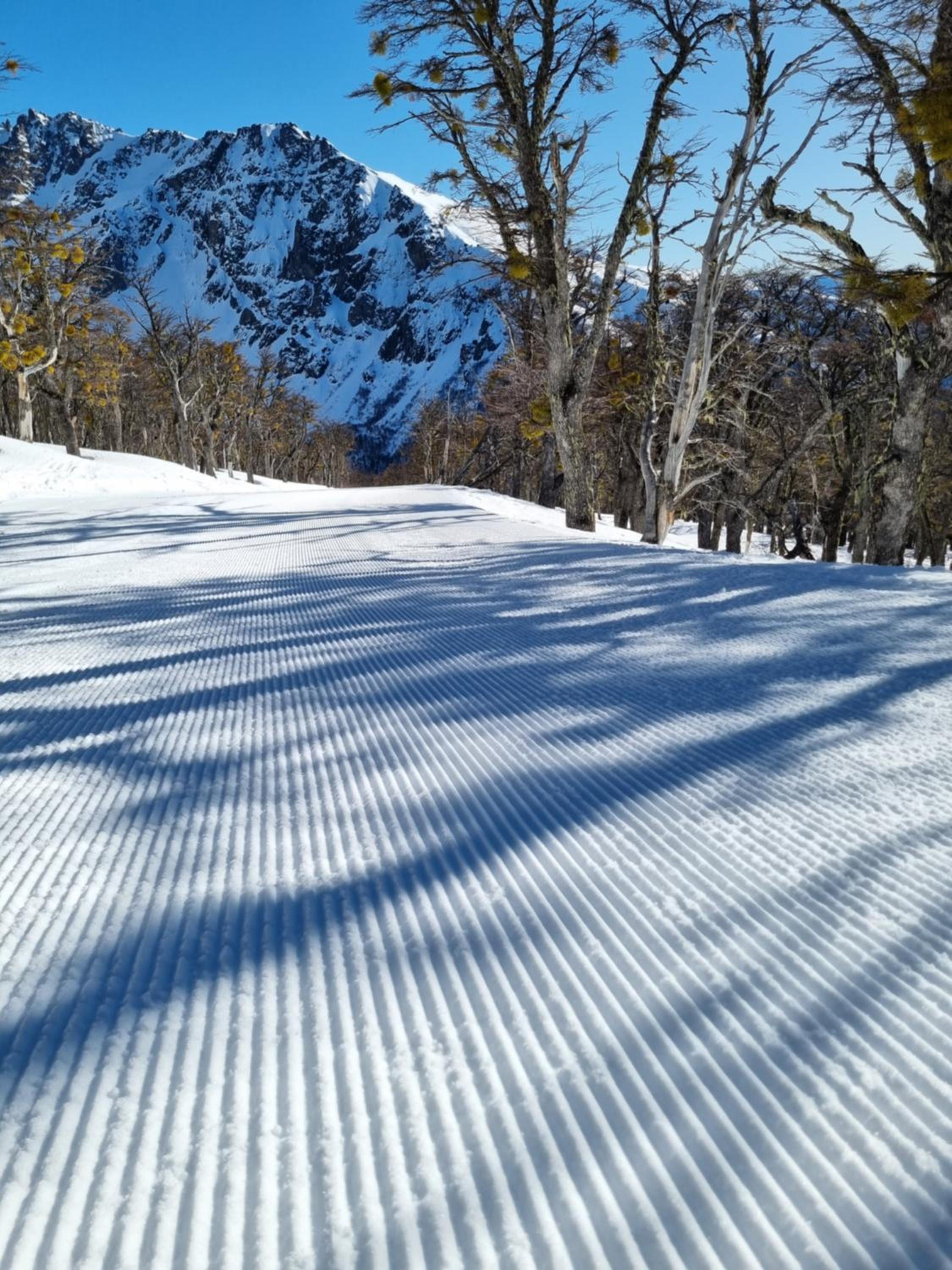 Ginkgo Patagonia