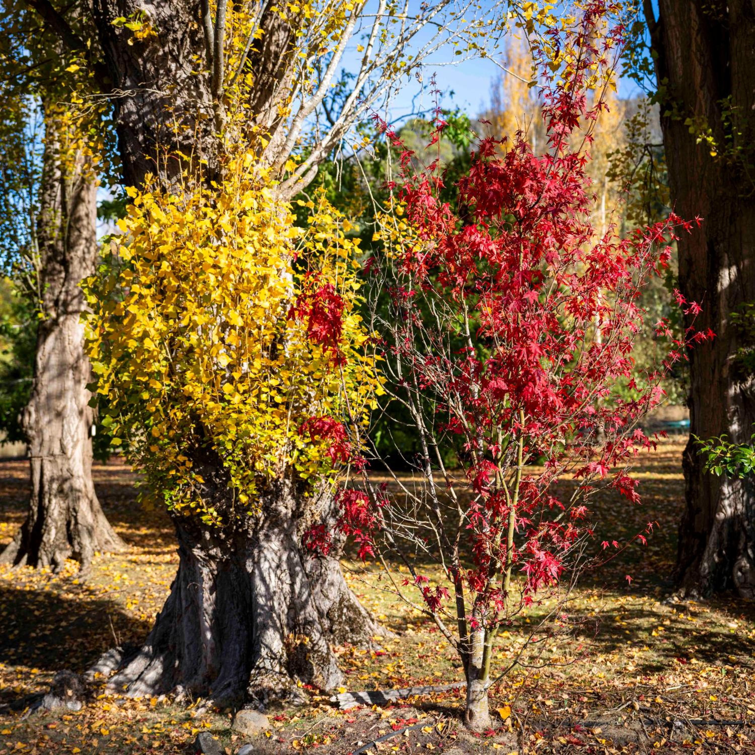 Magical Lucindale - Gorgeous 4 Bedroom House