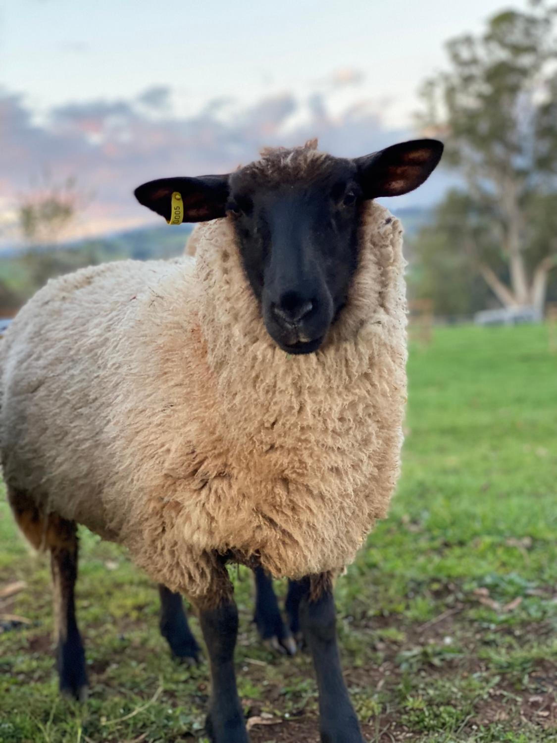 Luxury Truffle Farm Stay Near Melbourne with Stunning Views Scotch Hill