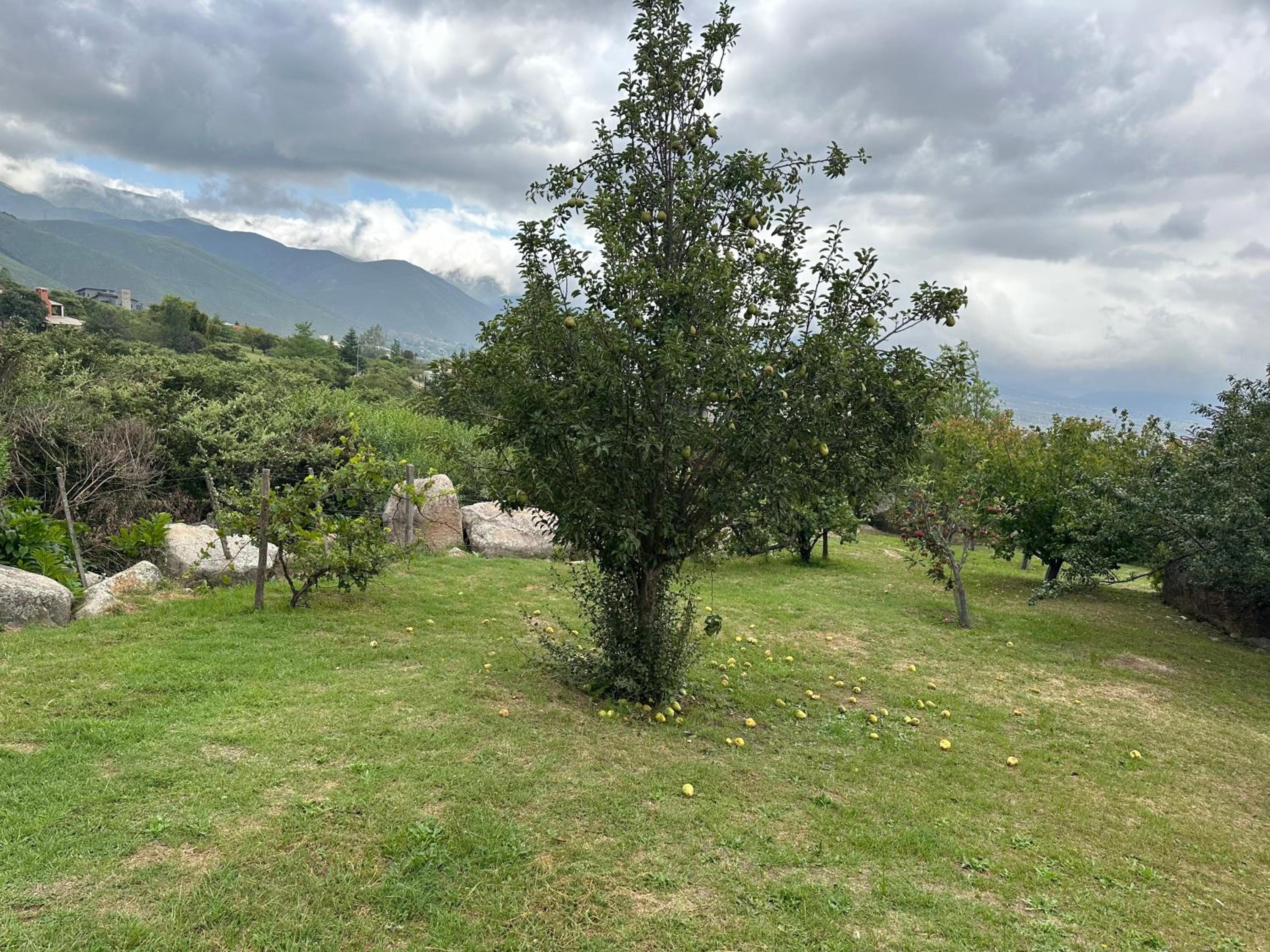 TAFI DEL VALLE QUESERIA TEMPORARIO