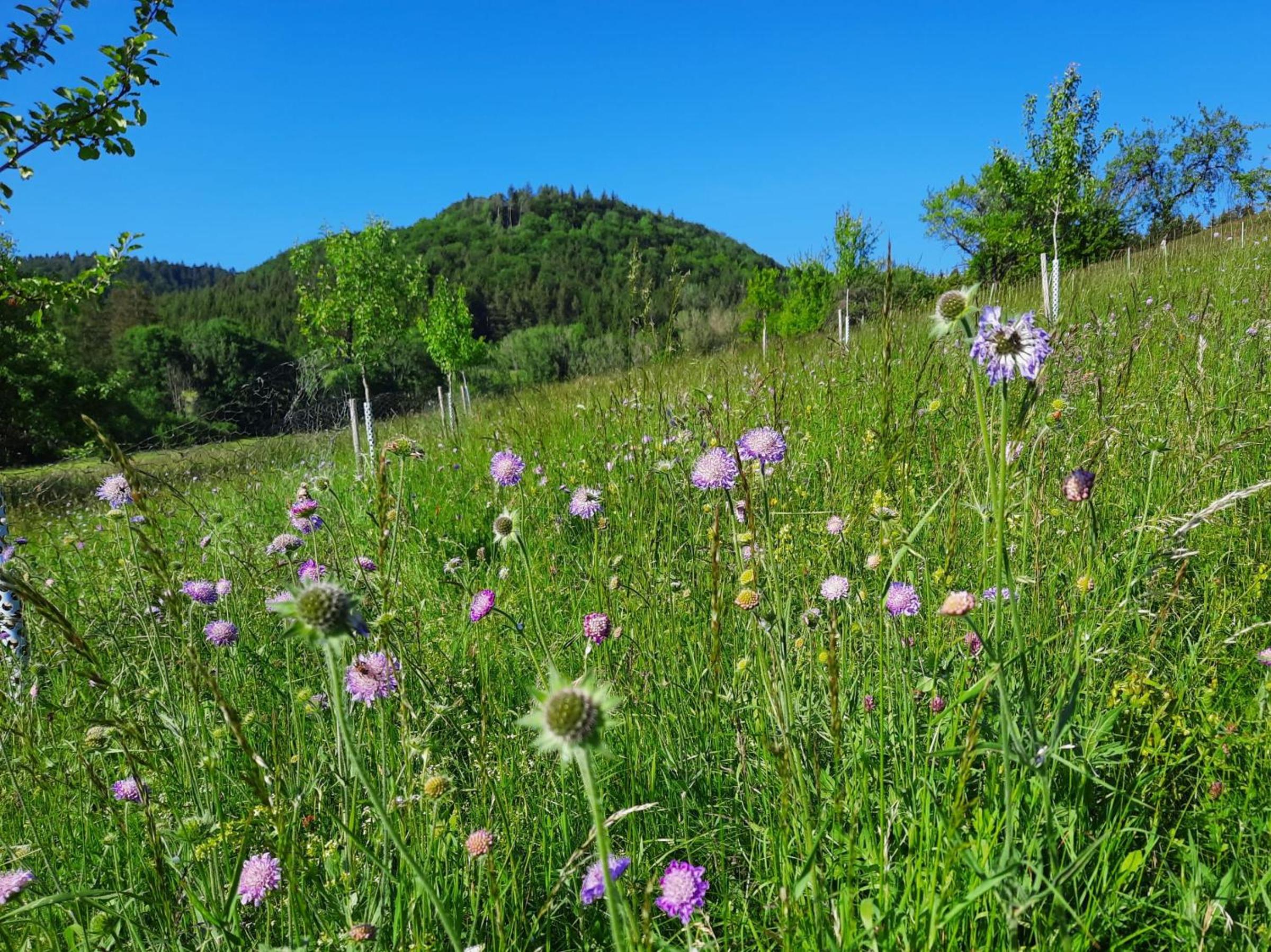 Ferienwohnung Im Eyachtal
