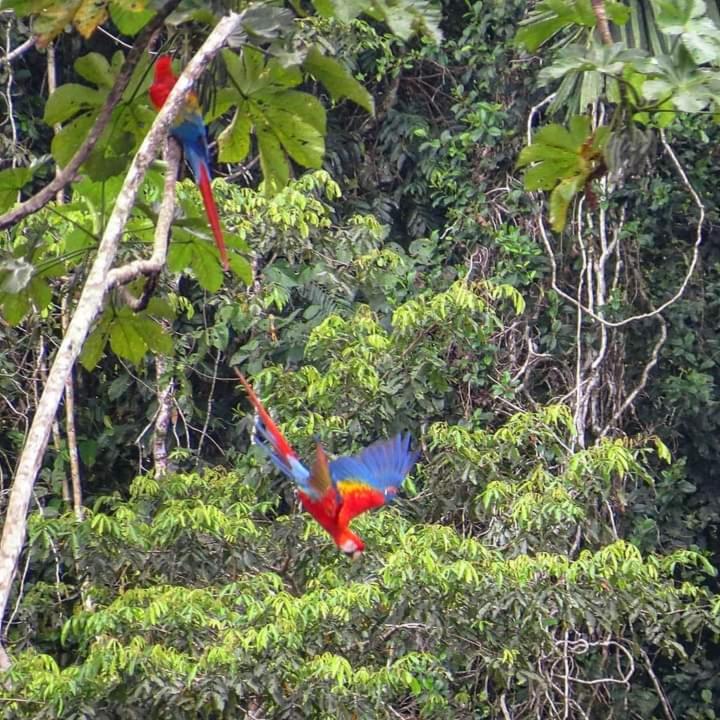 Homestay Oropendola tambopata