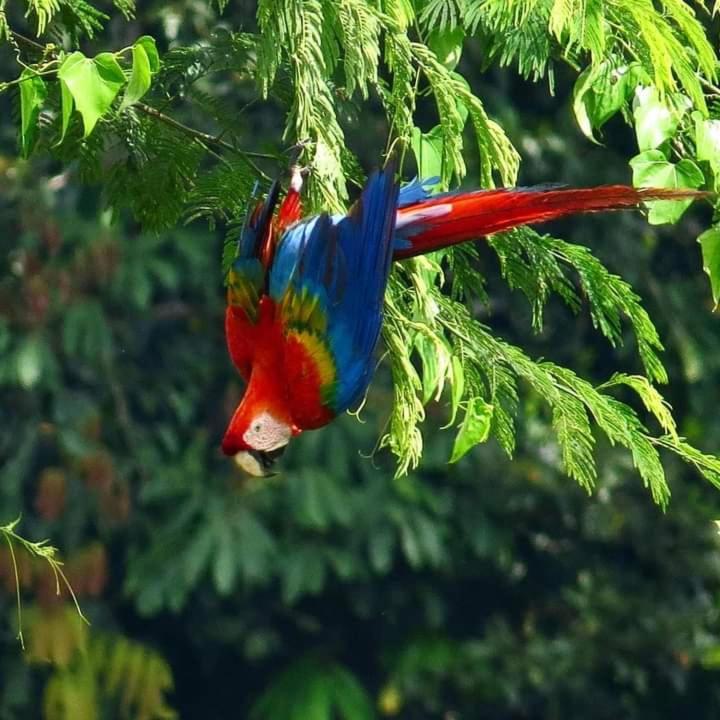Homestay Oropendola tambopata