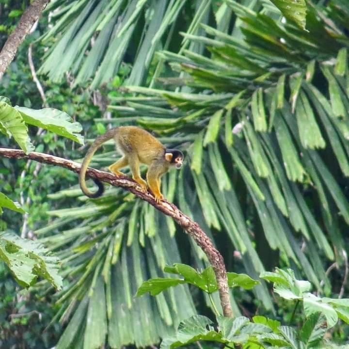 Homestay Oropendola tambopata