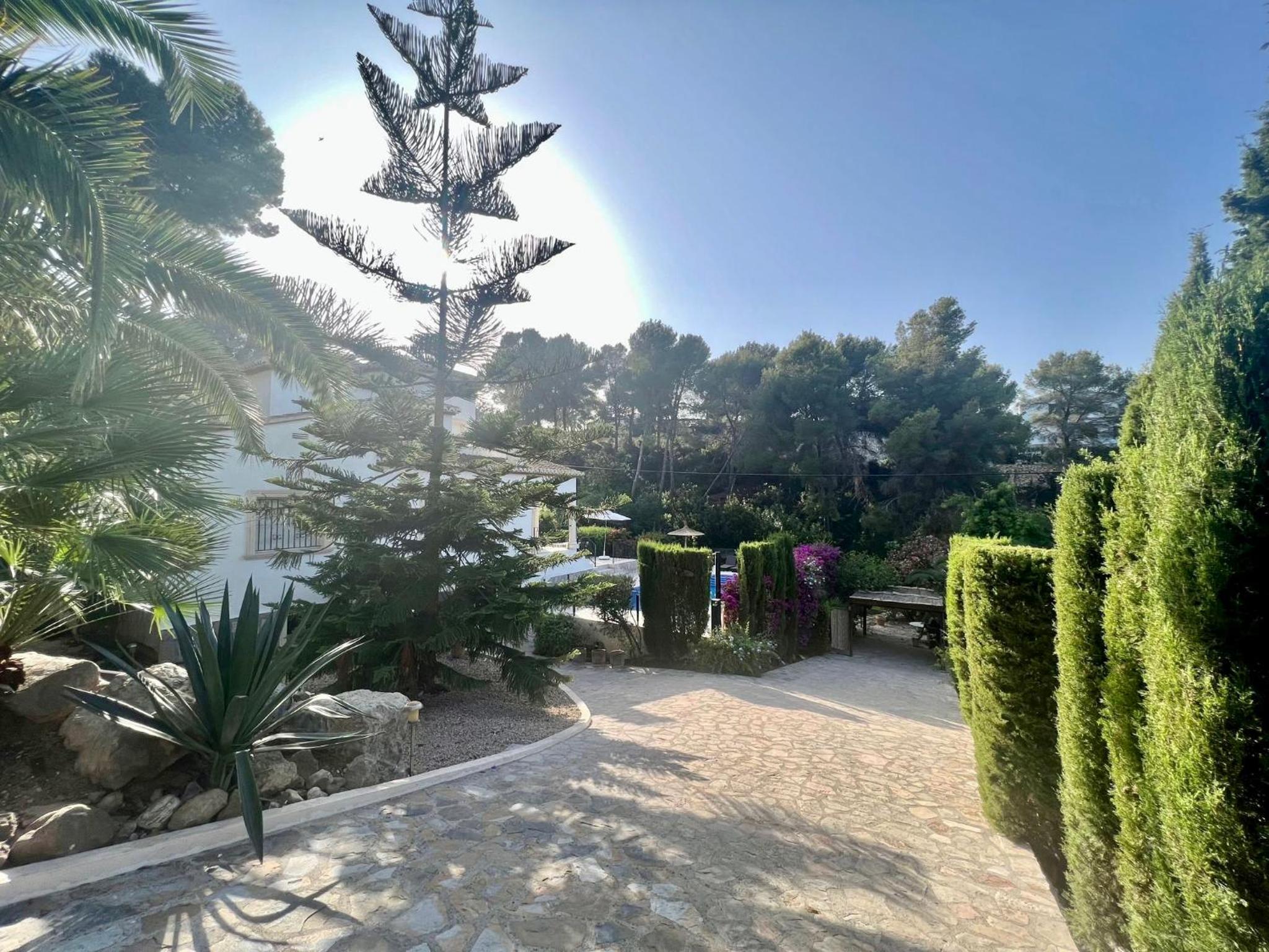 Palmera