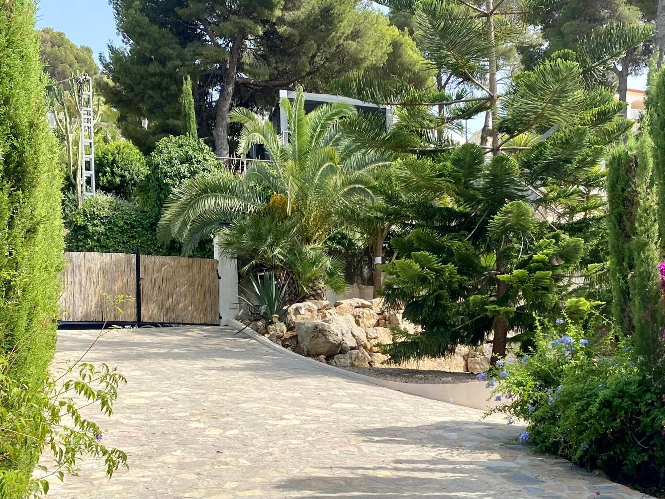 Palmera