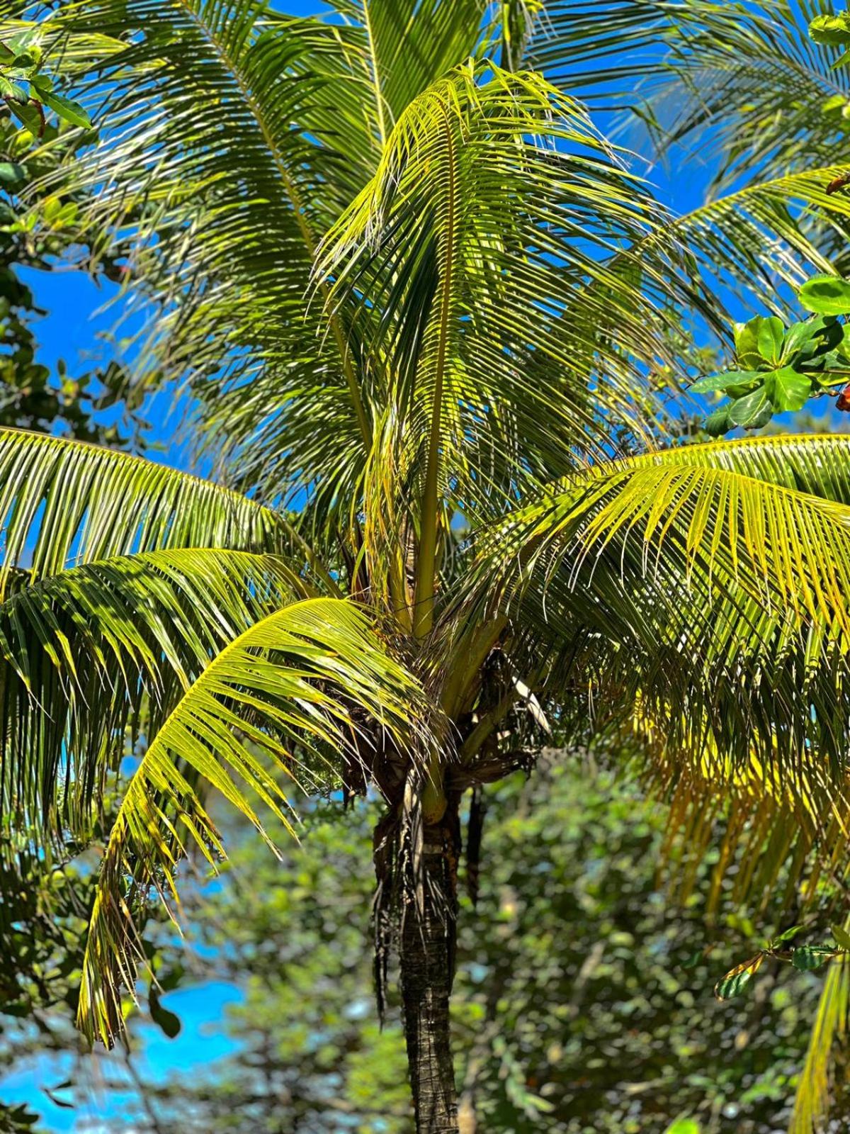 Costa Rica Caribbean Coast Vacations - El Deseo Serendipity Tortuguero - Property Image 4