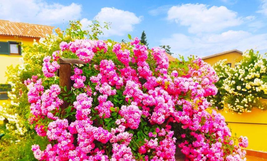 Residenza il bosco e le rose