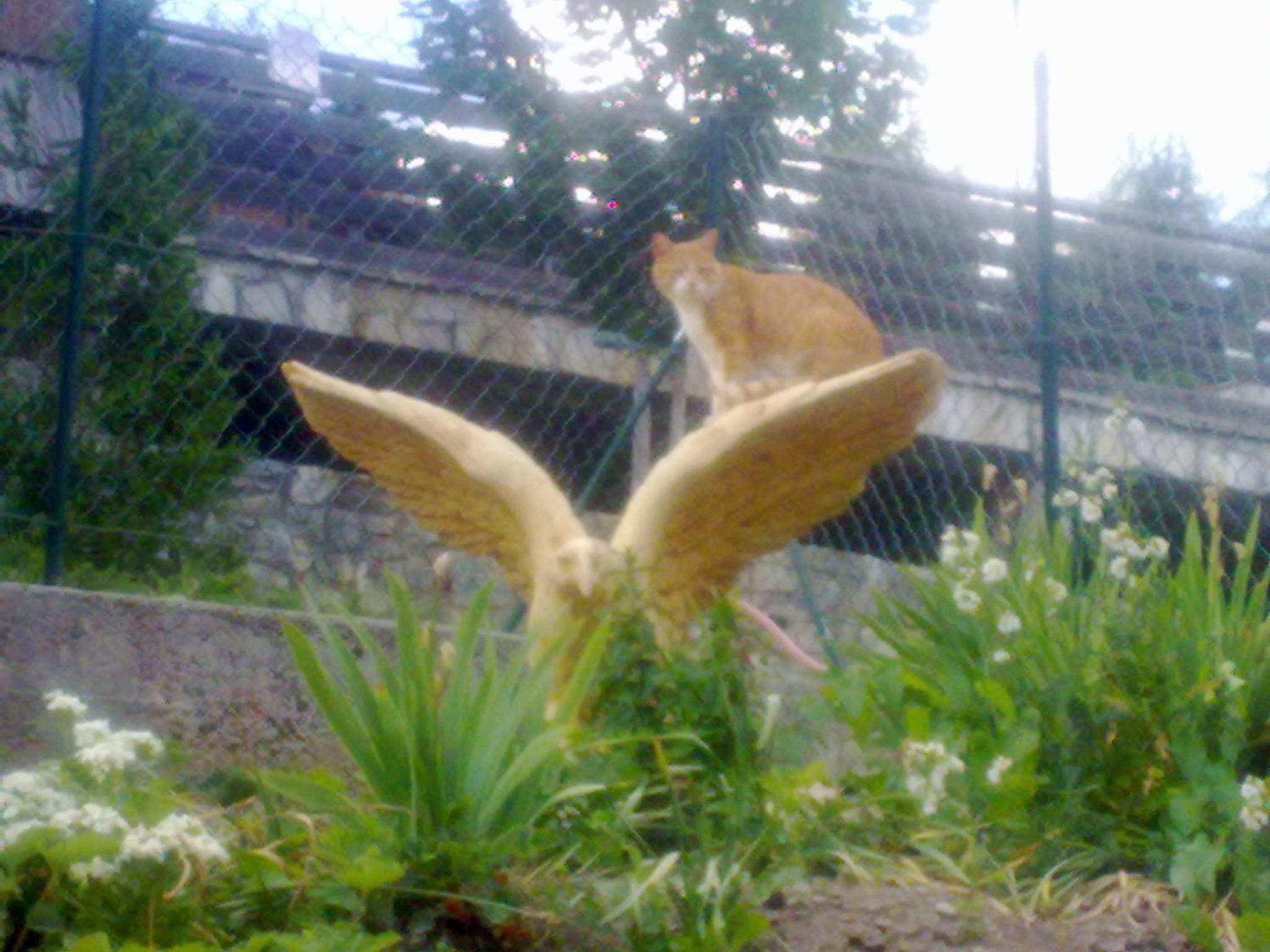 Photo 42