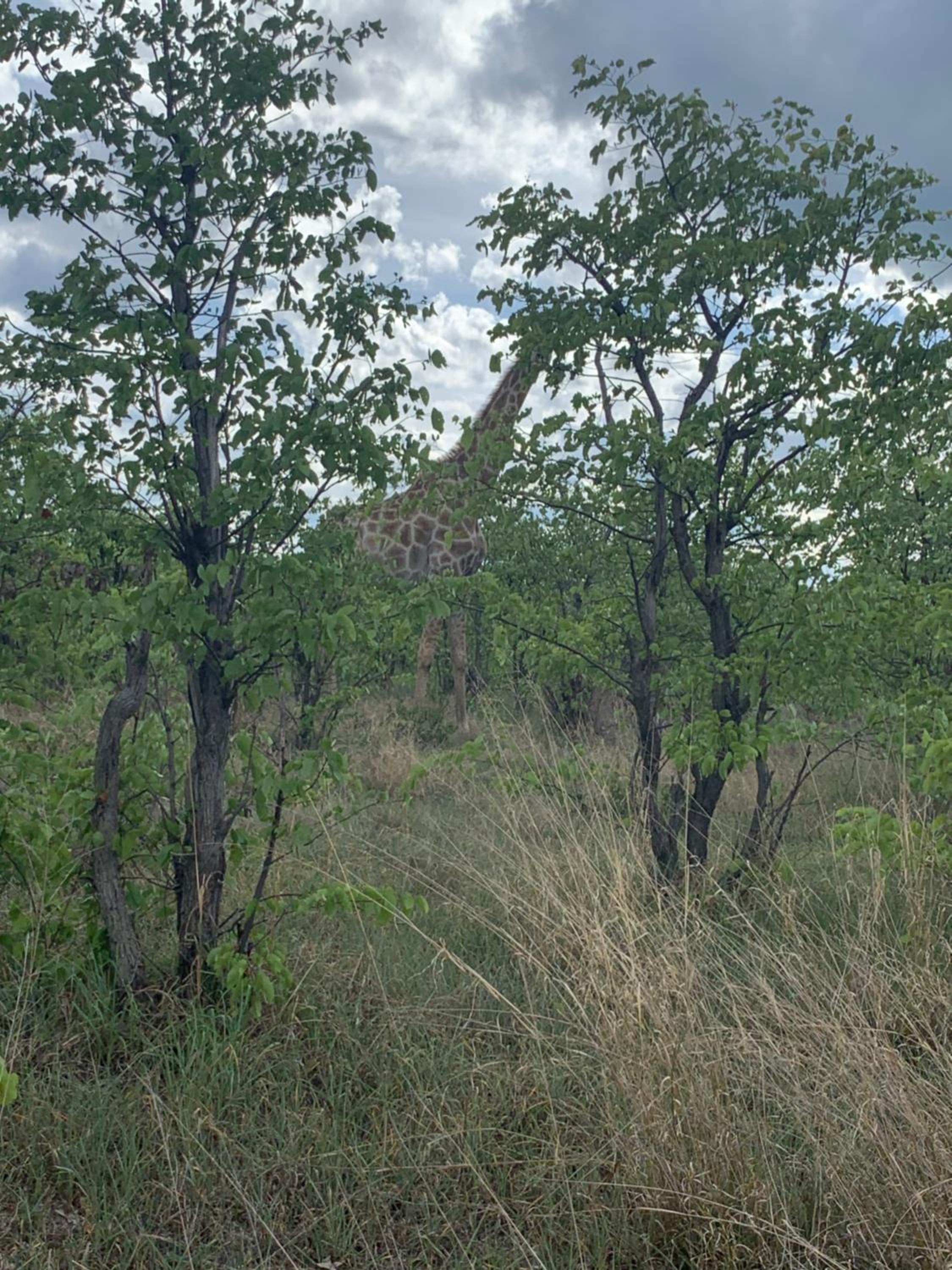 Hyenas Howl Cabins & Campground