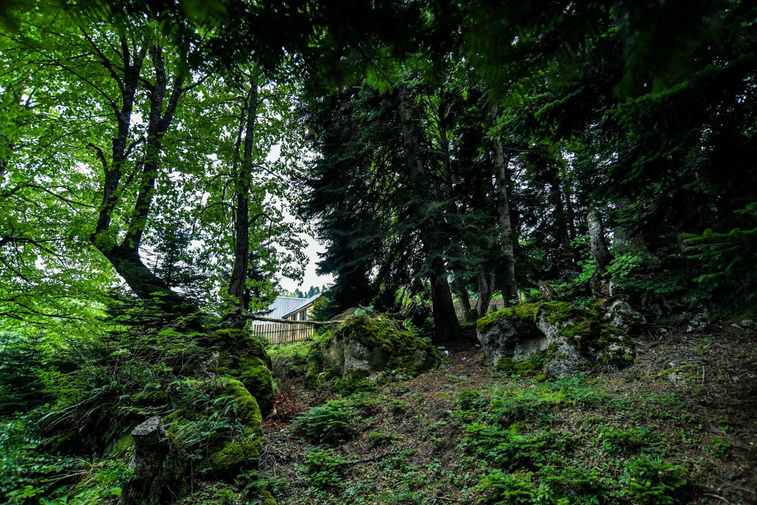 Cottage Mebirashi