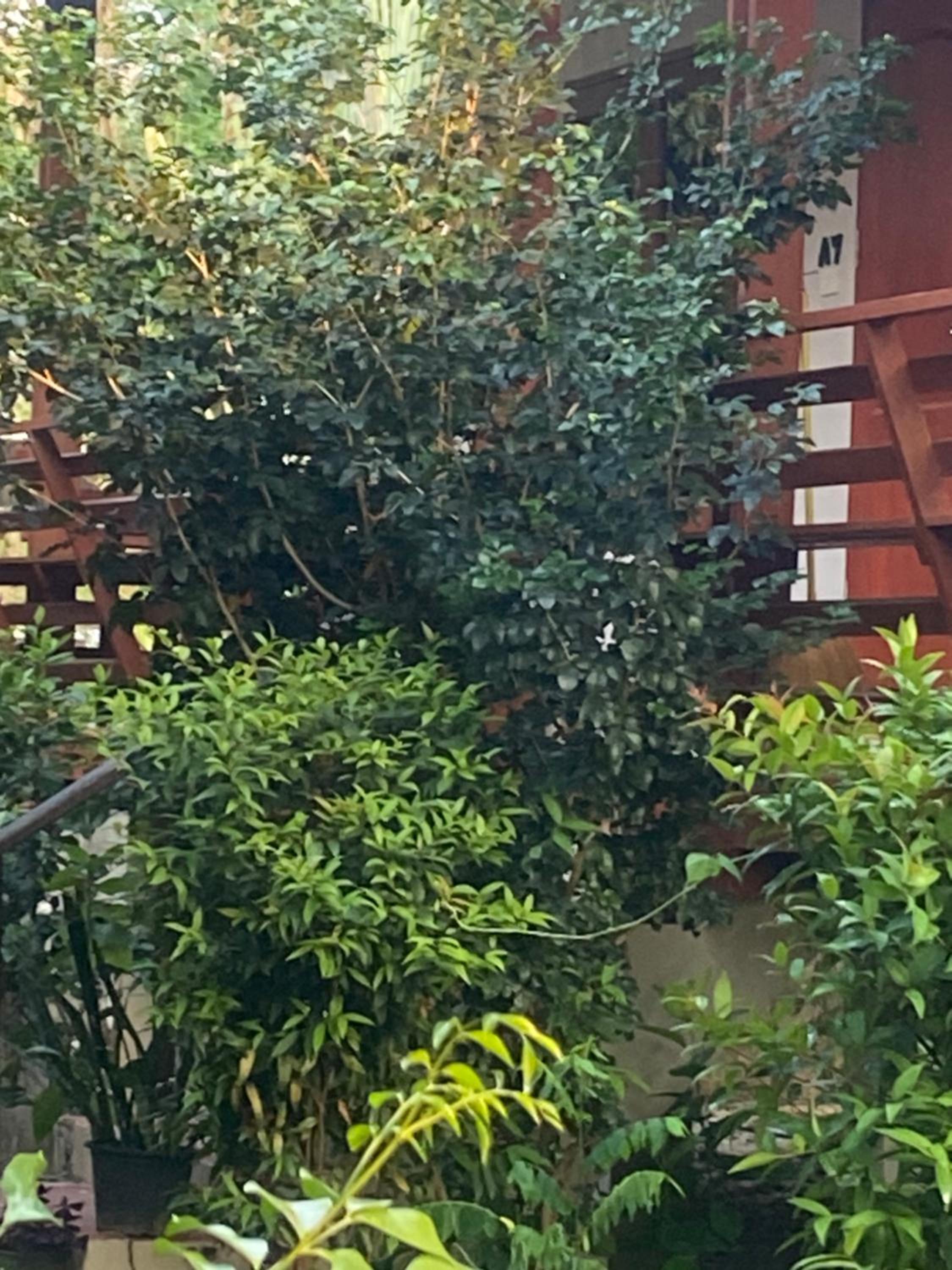 paibaansuan view 3
