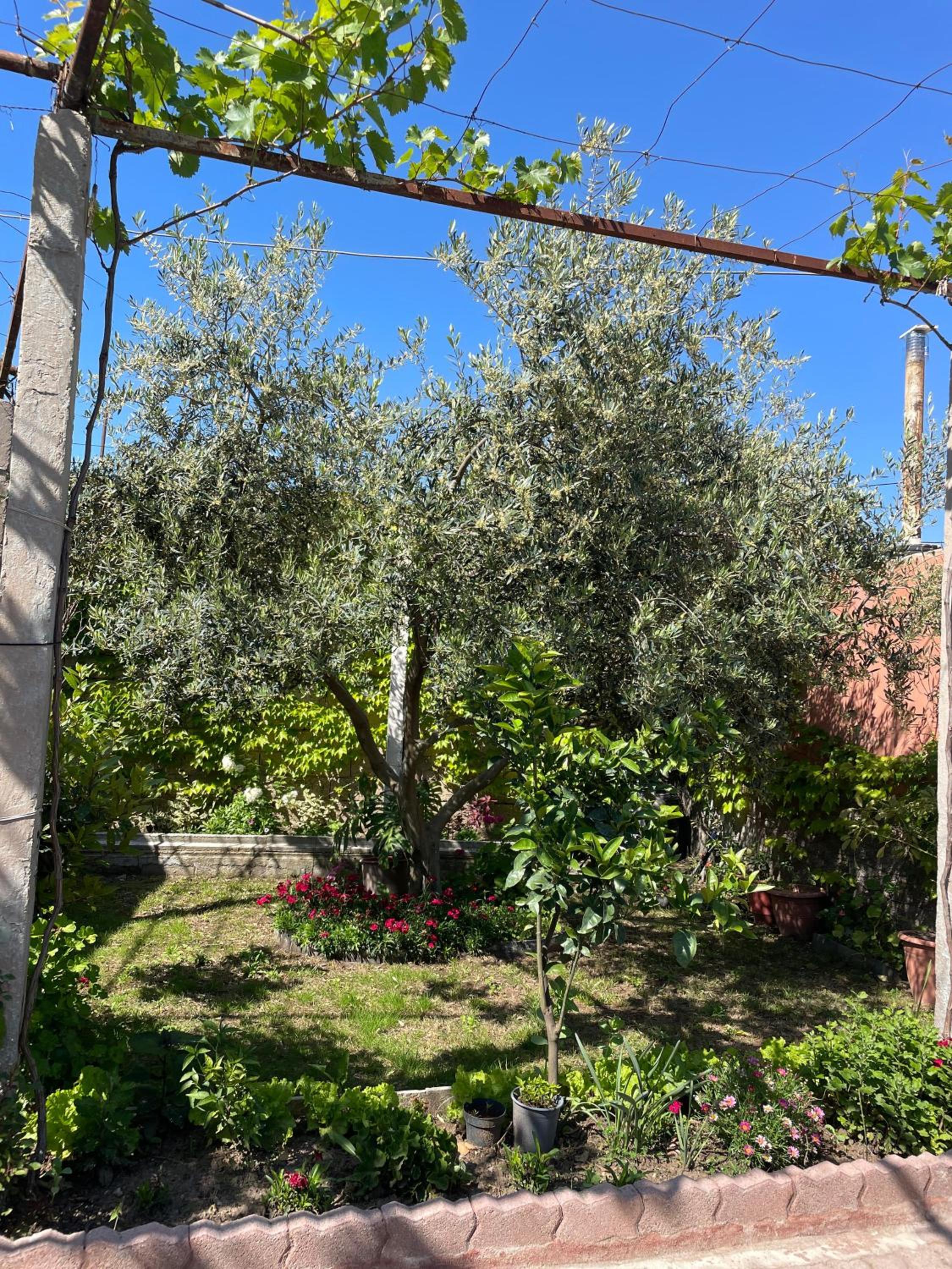 Guest House Miracle Garden