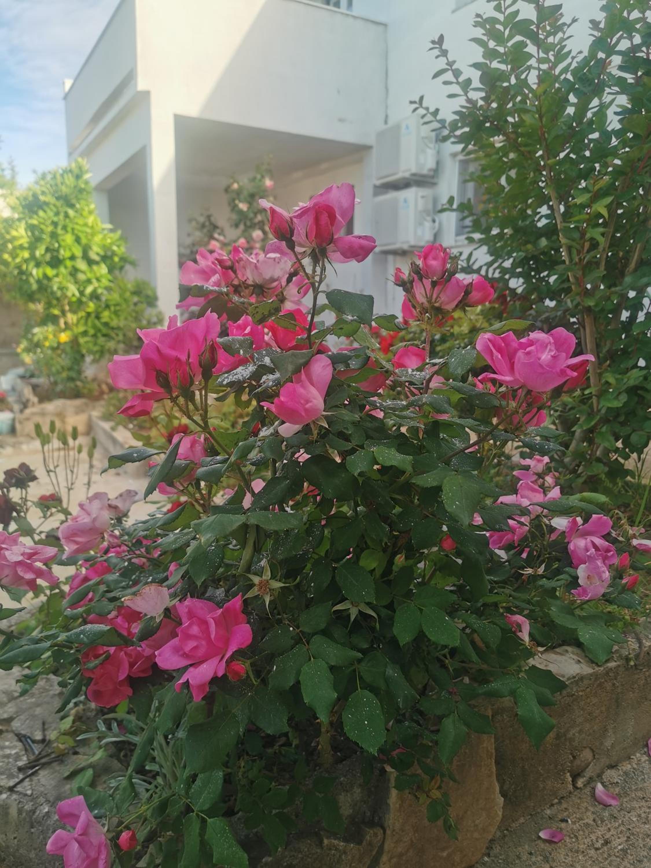 Vila Angelina